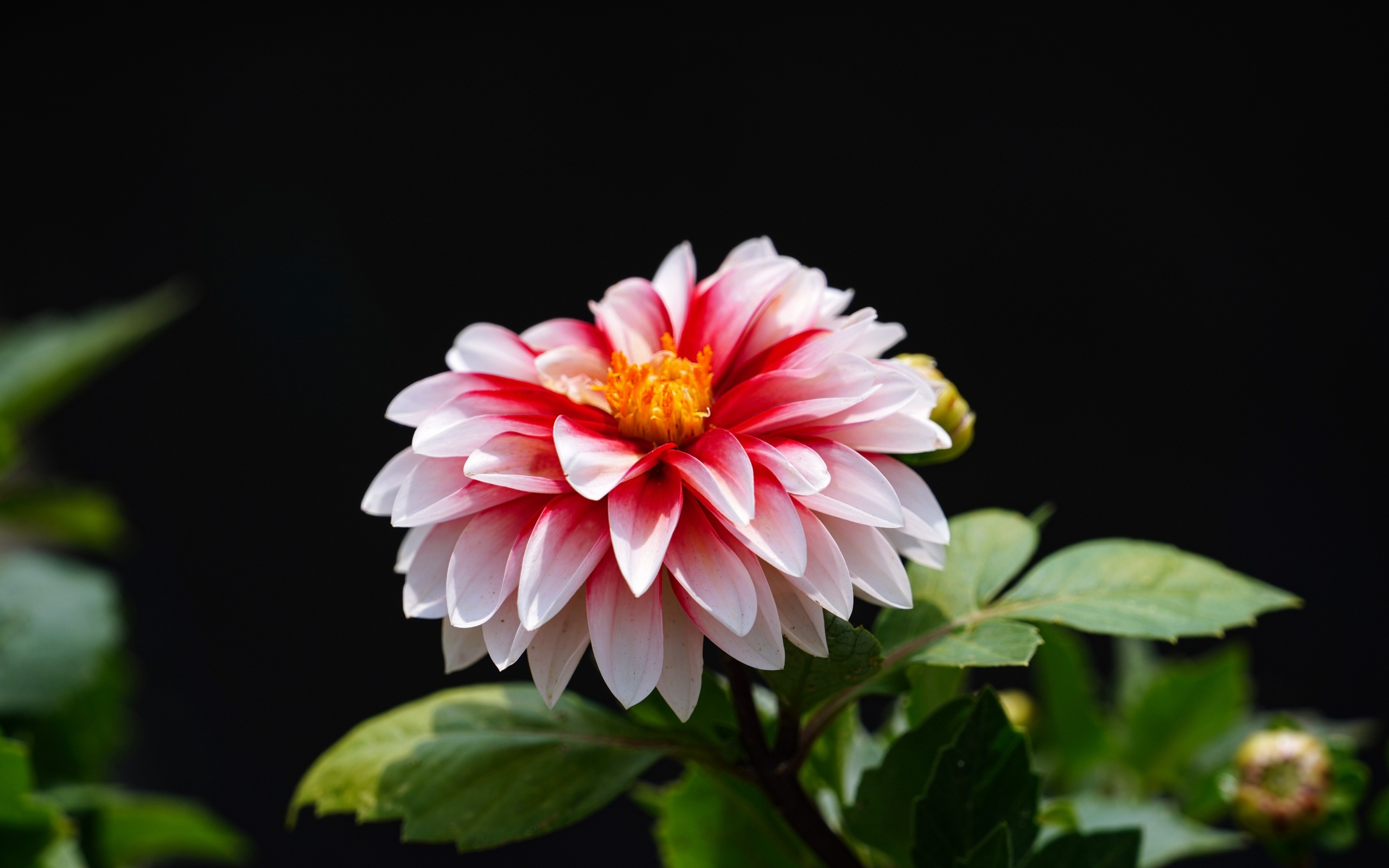 Розовый цветок георгина на черном фоне