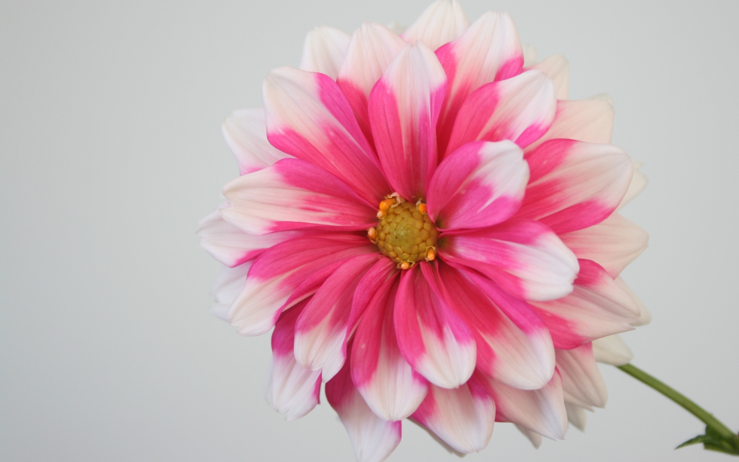 Розовый цветок георгина на сером фоне