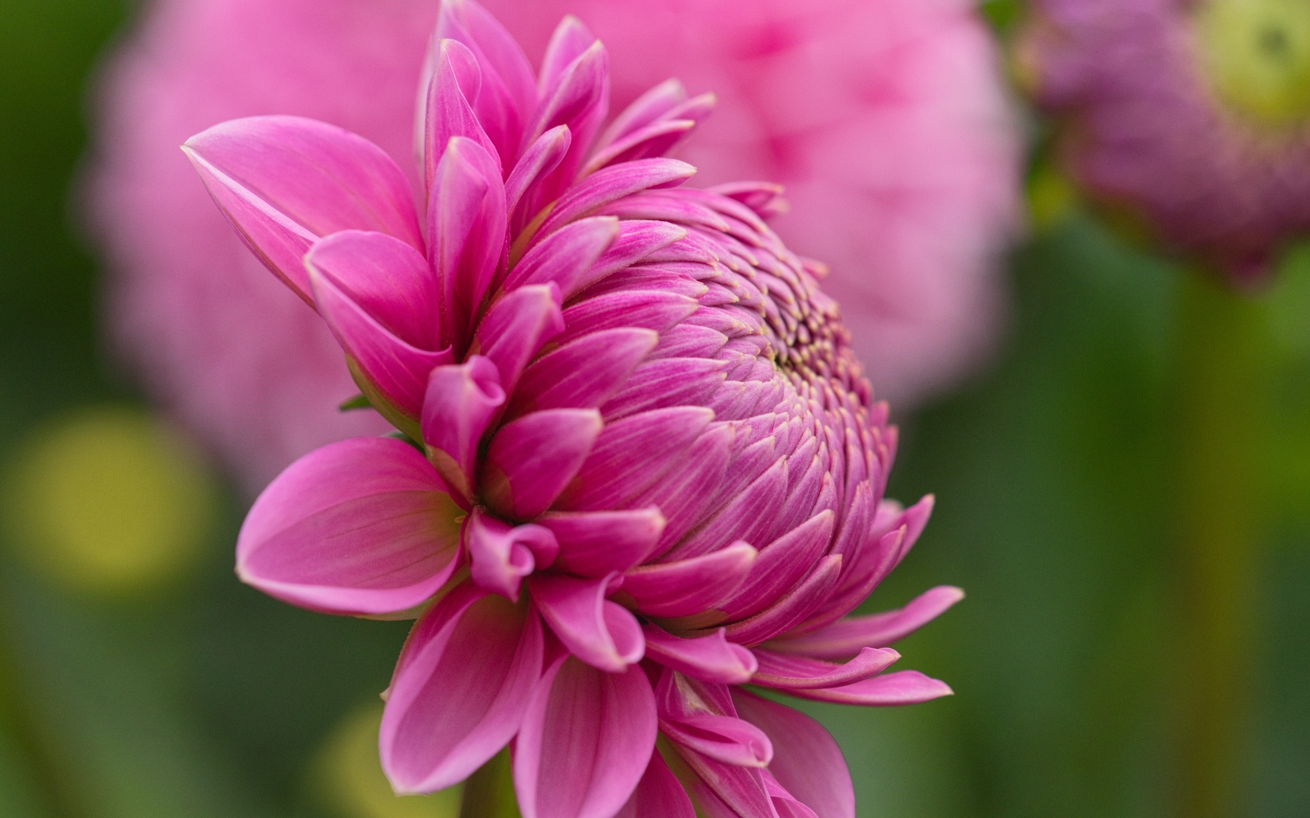 Розовый цветок георгина вид сбоку