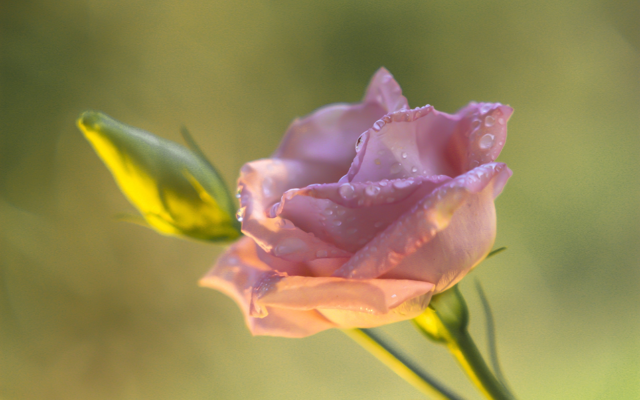 Розовый цветок эустомы с бутоном