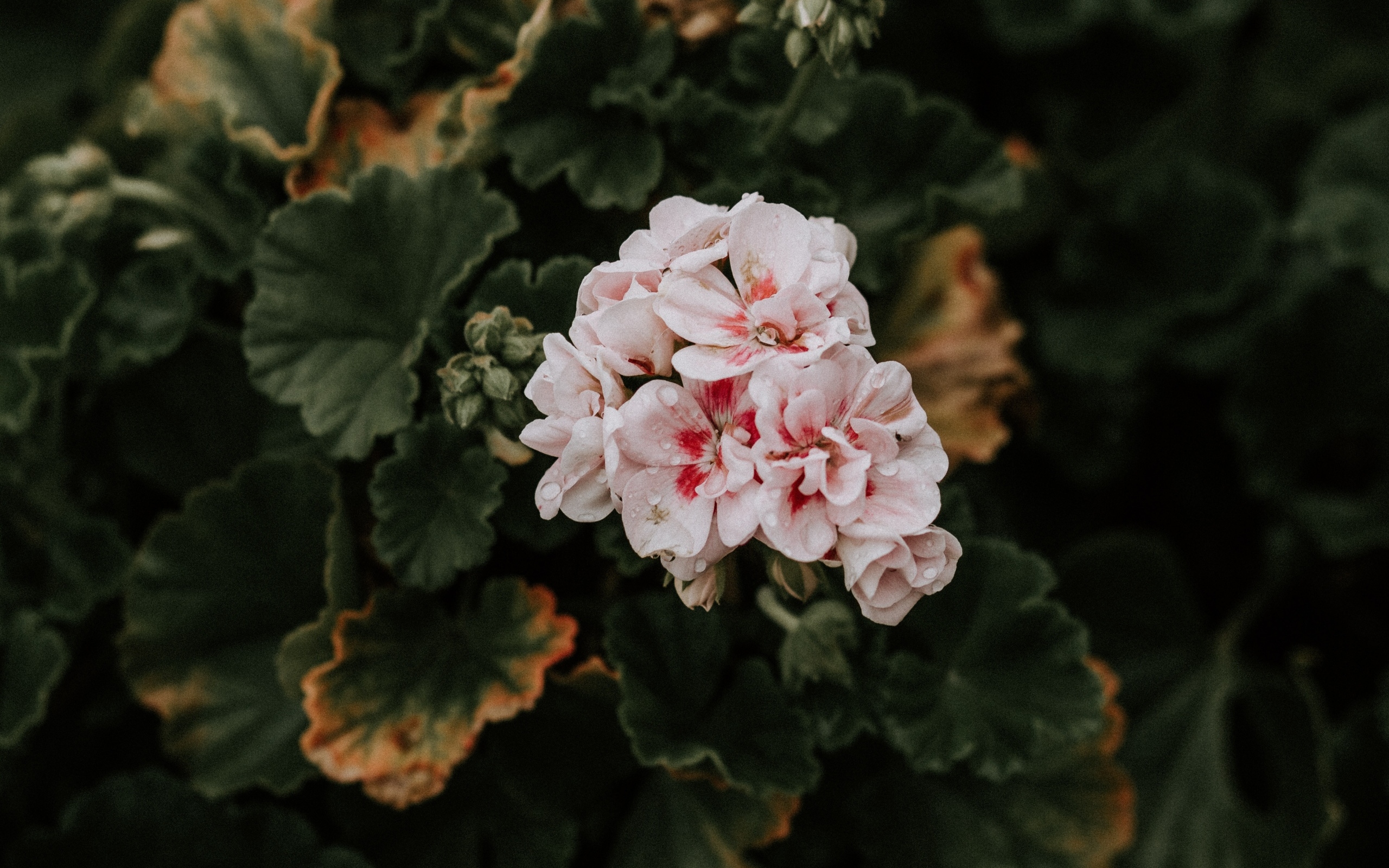 Розовые цветы комнатной герани