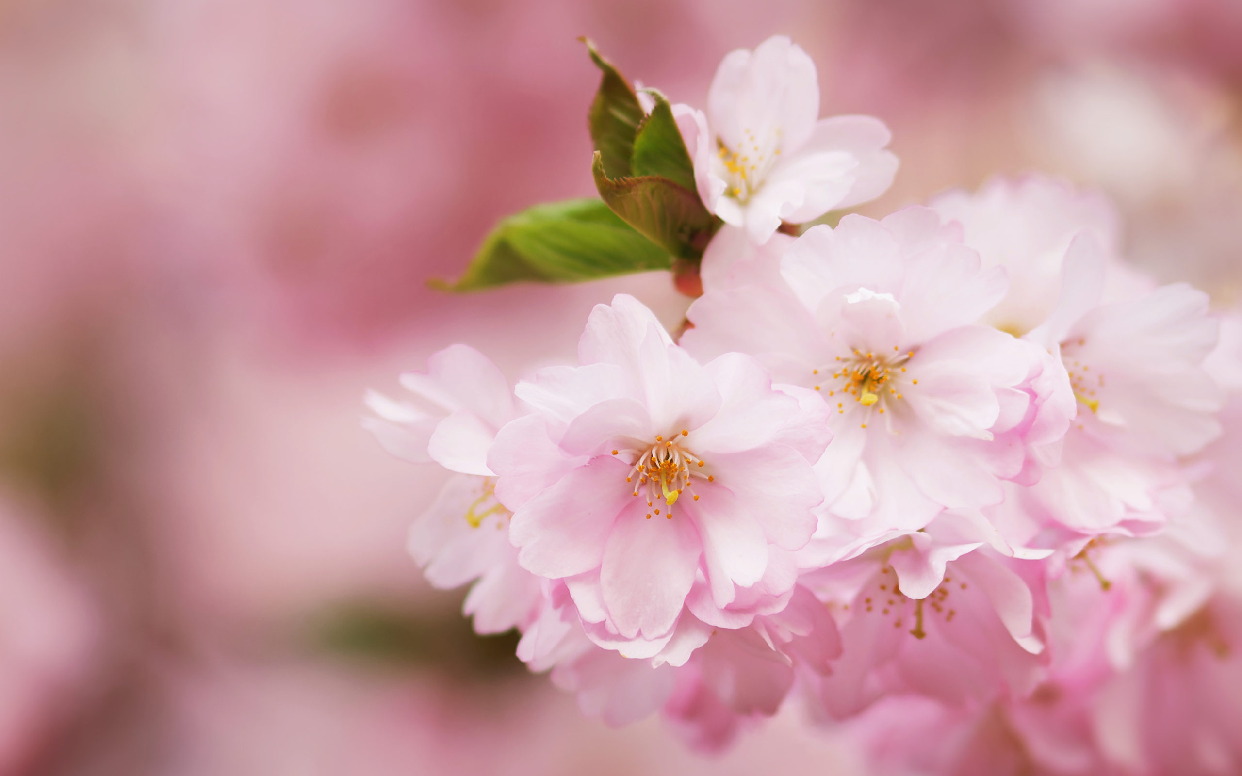 Розовые цветы на ветке с зелеными листьями весной