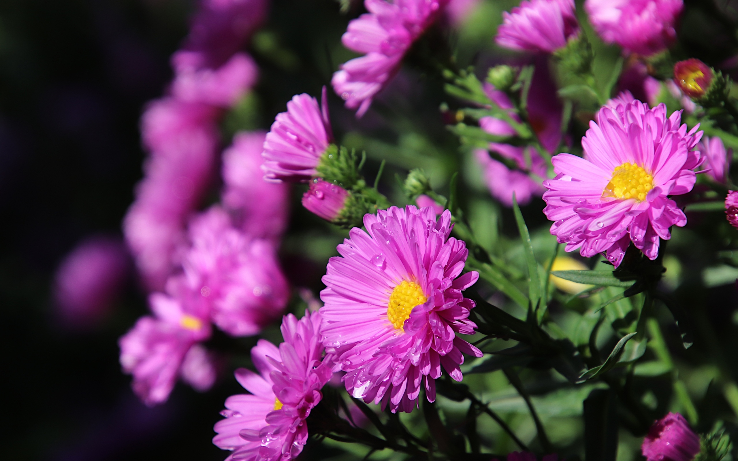 Розовые садовые астры крупным планом