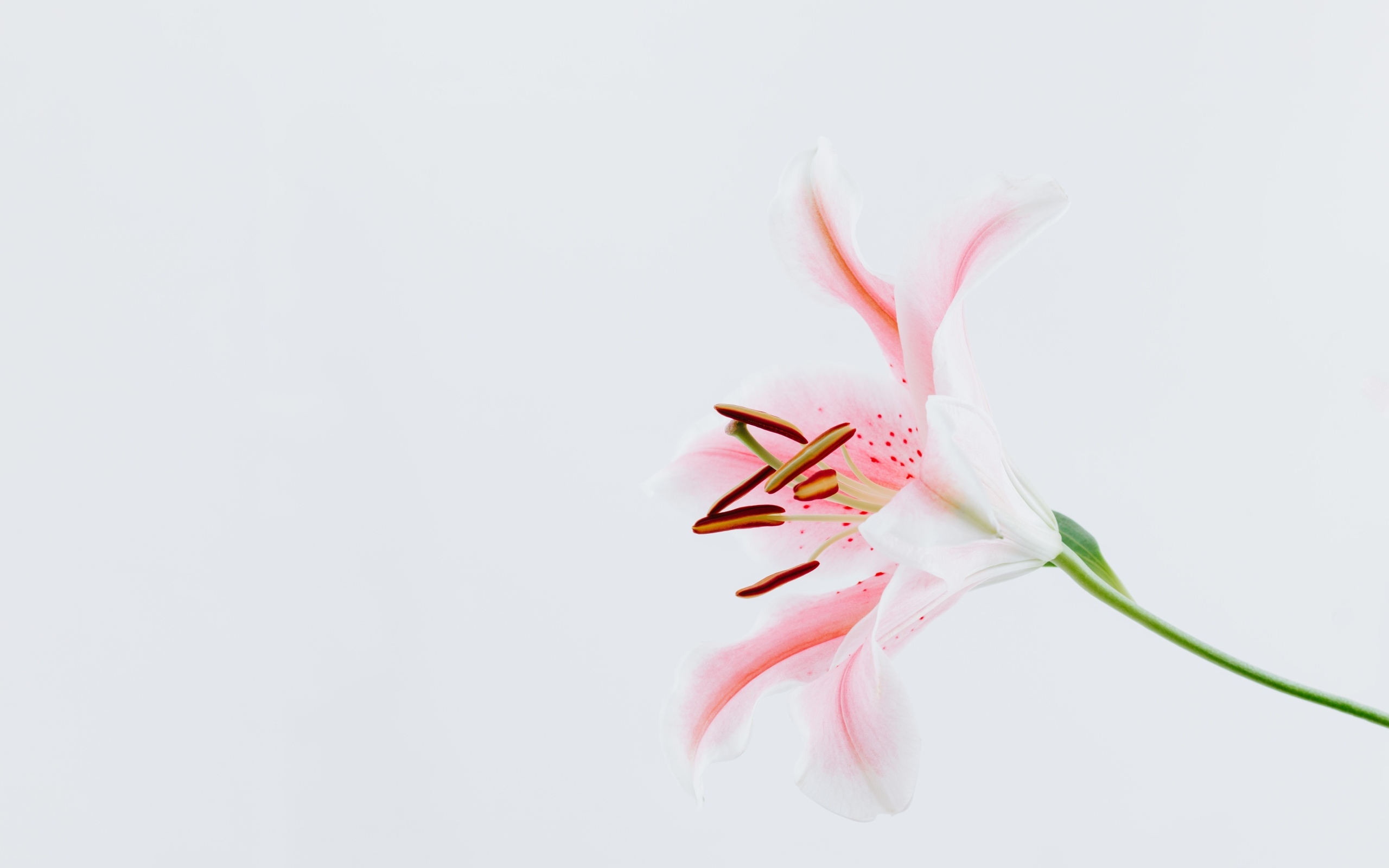 Розовая садовая лилия на сером фоне