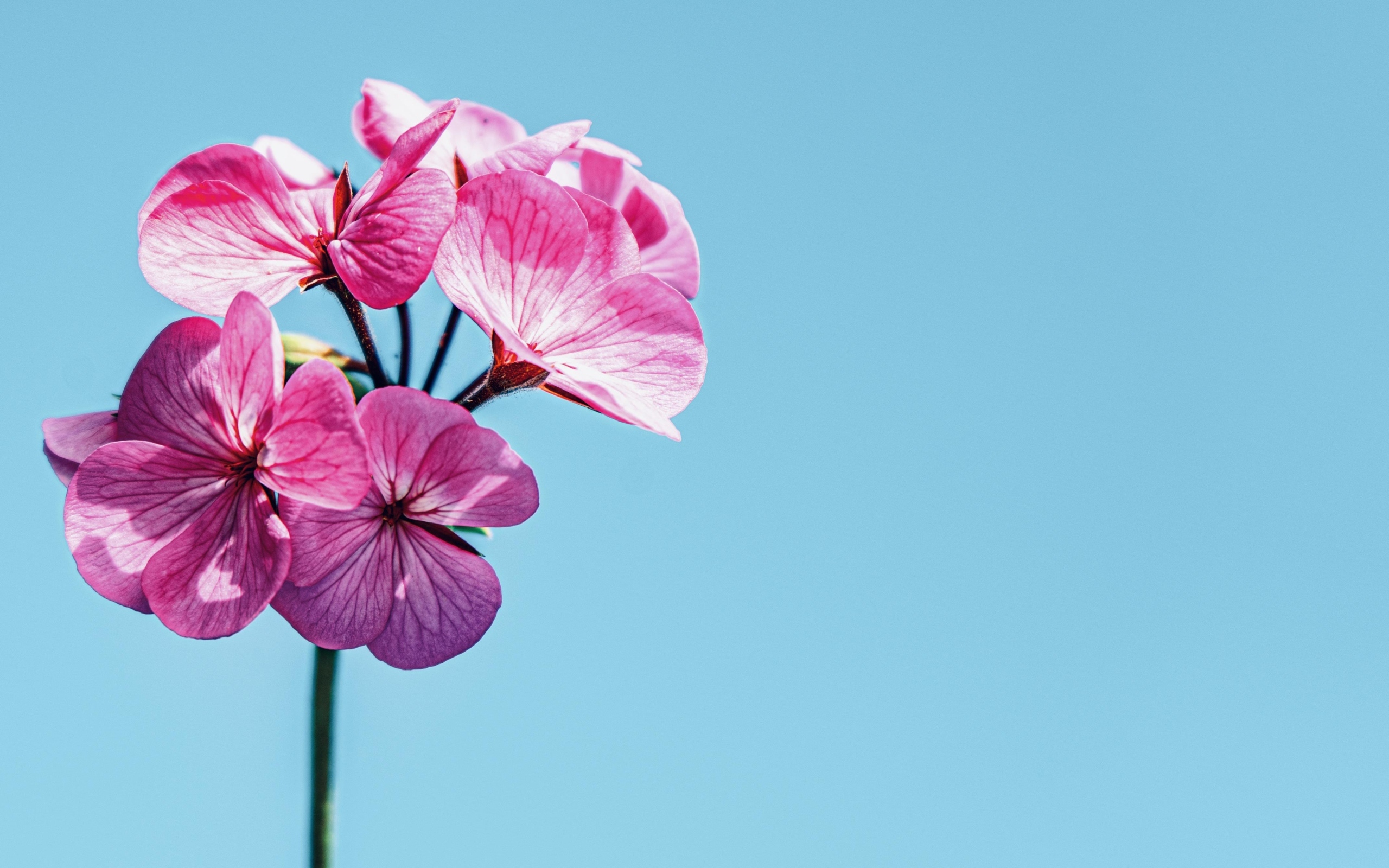 Розовые цветы герани на голубом фоне