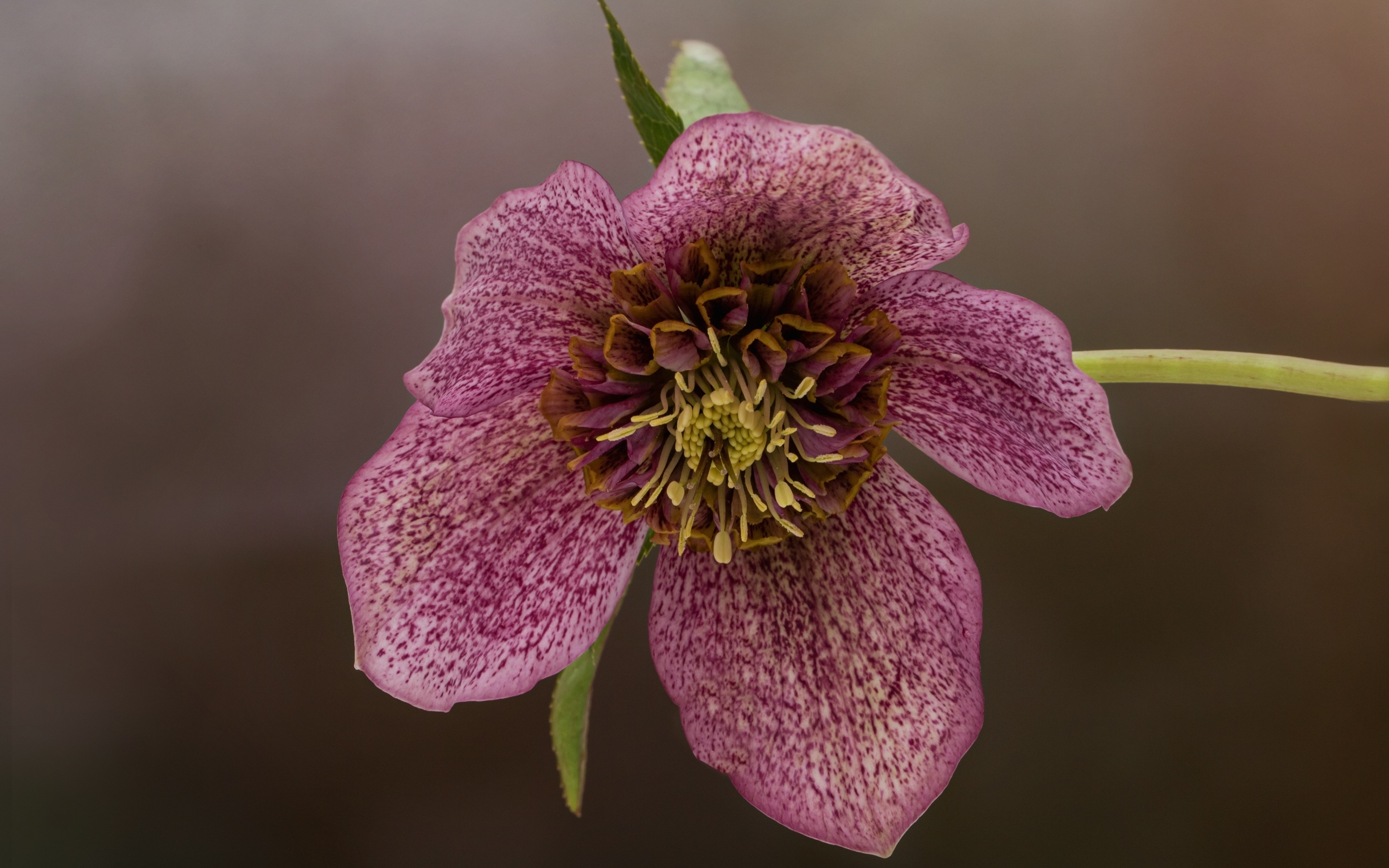 Розовый цветок морозника крупным планом