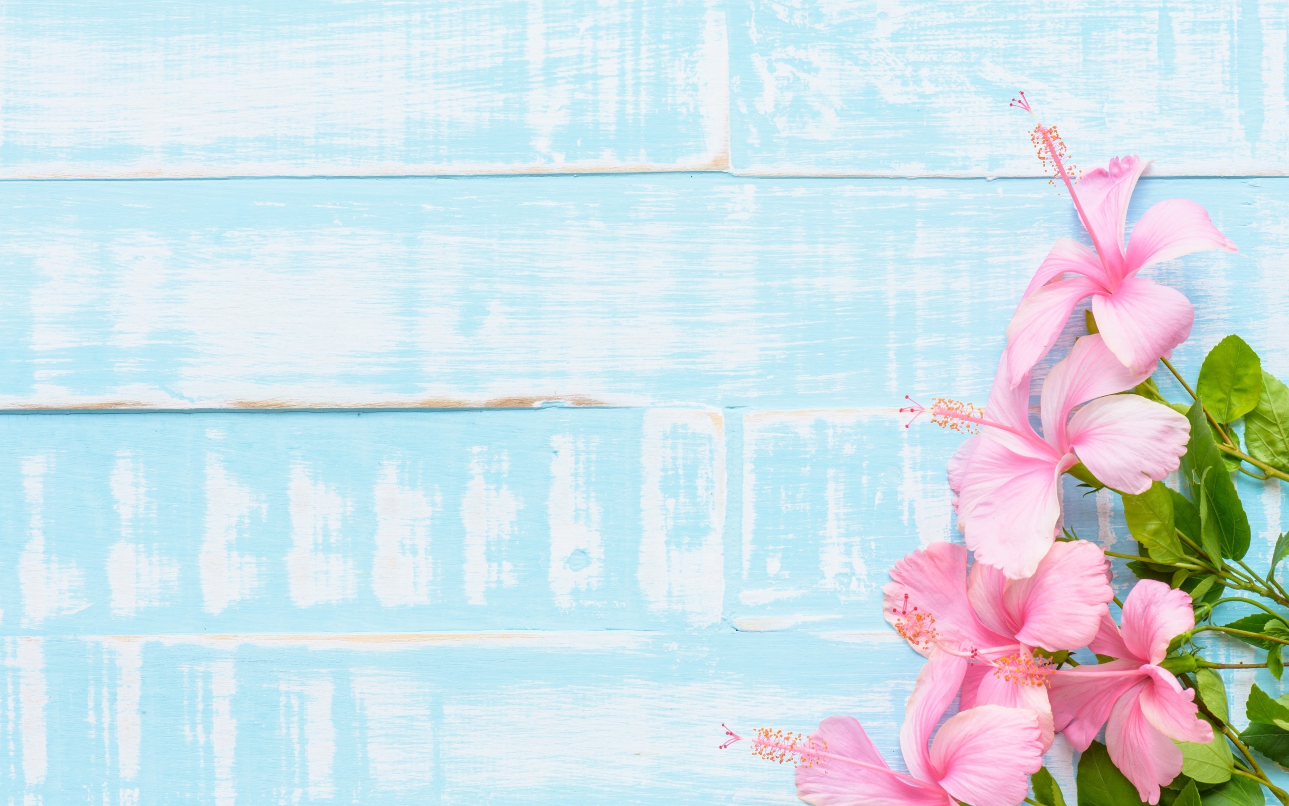 Розовые цветы гибискуса на голубом фоне