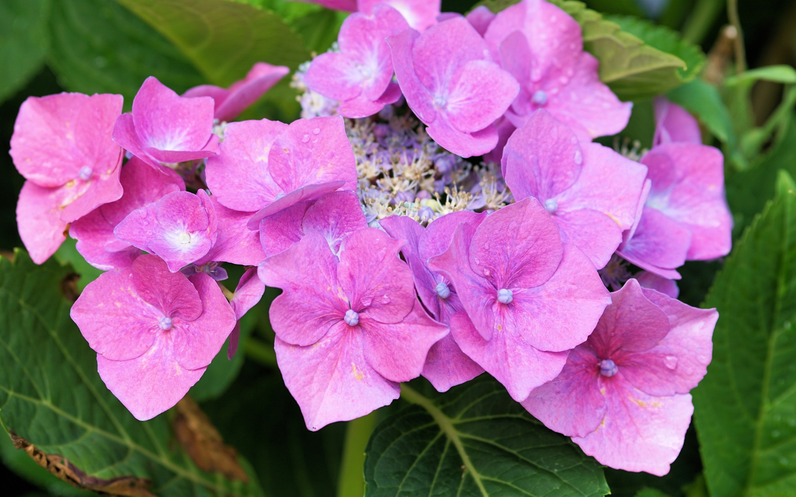 Цветы розовой гортензии распускаются в саду