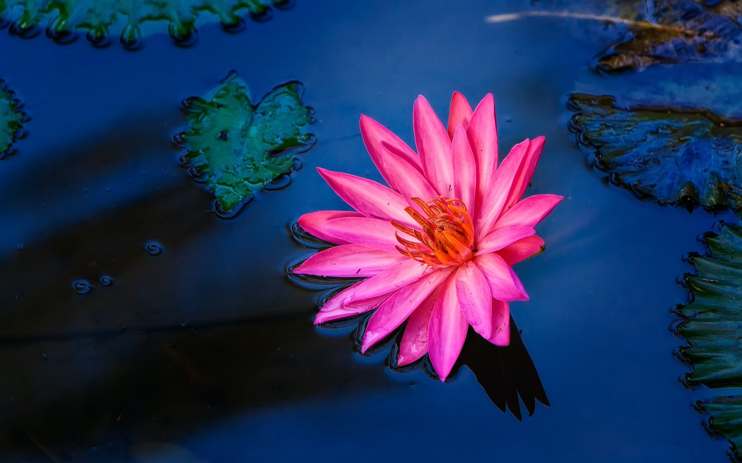 Розовый цветок лилии в воде 