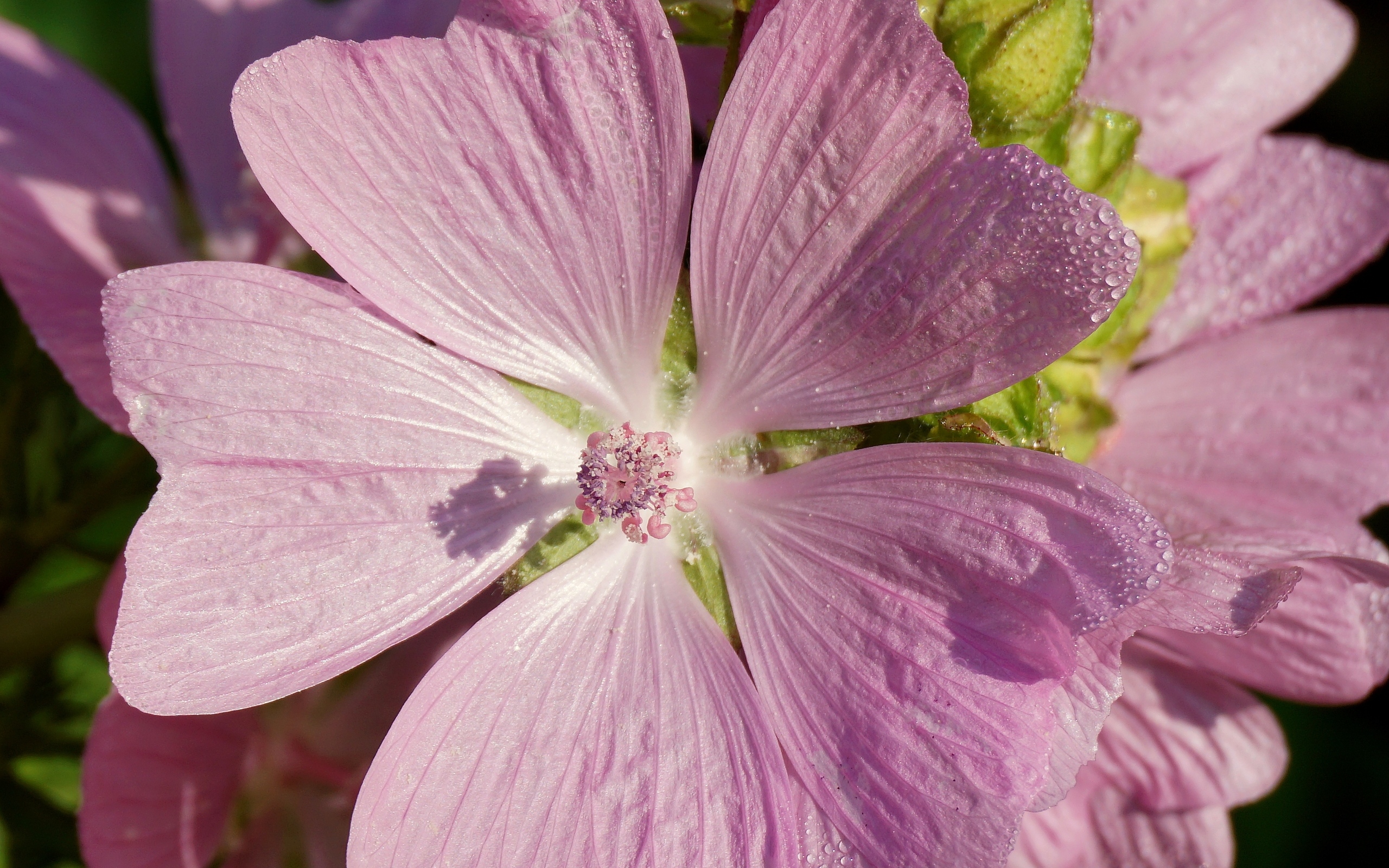 Розовый цветок мальва крупным планом