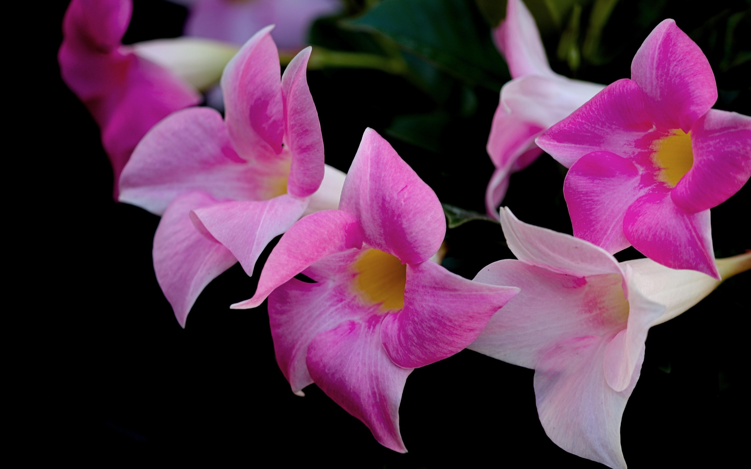 Розовые цветы мандевилла на черном фоне