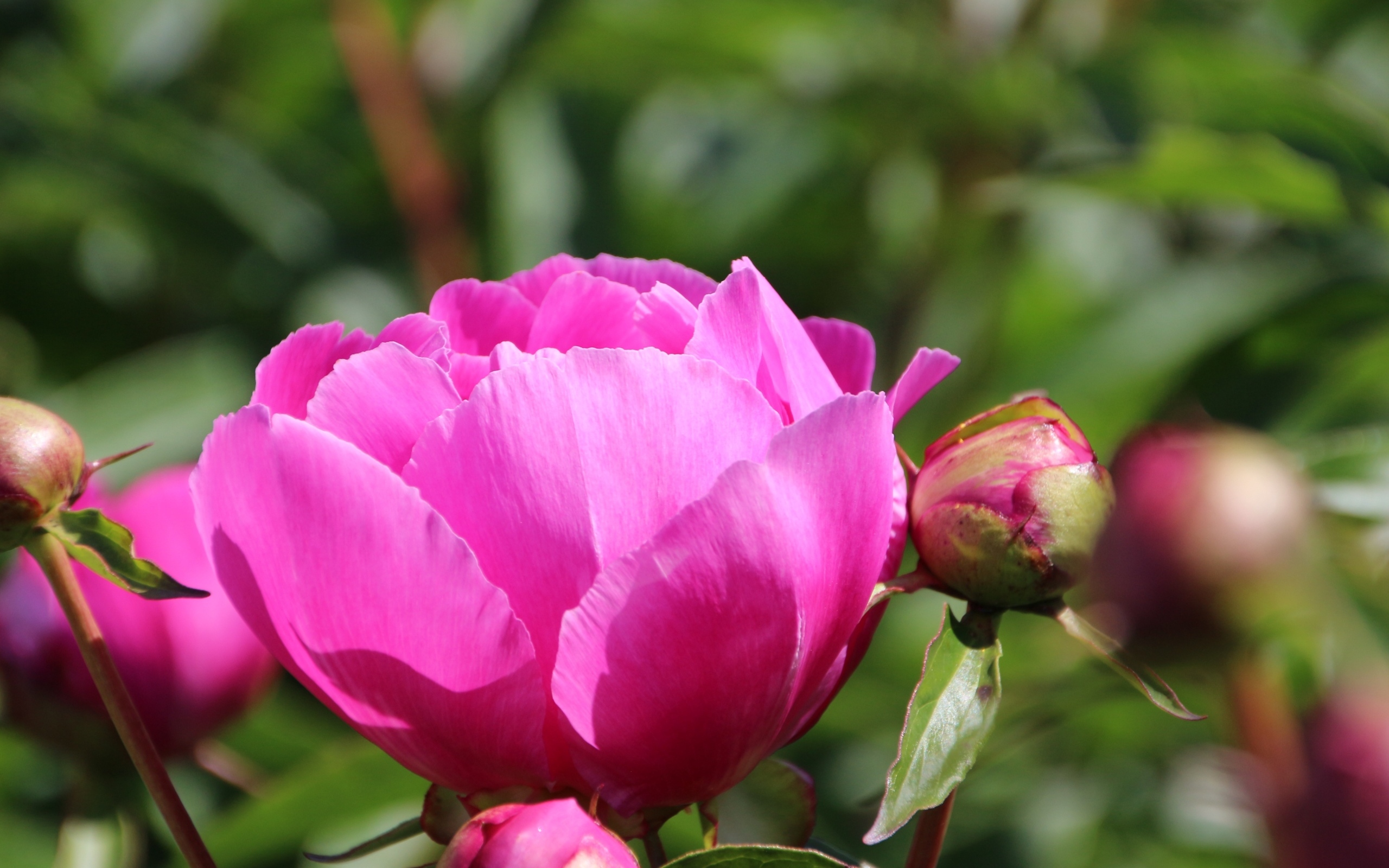 Розовые пионы с бутонами на клумбе