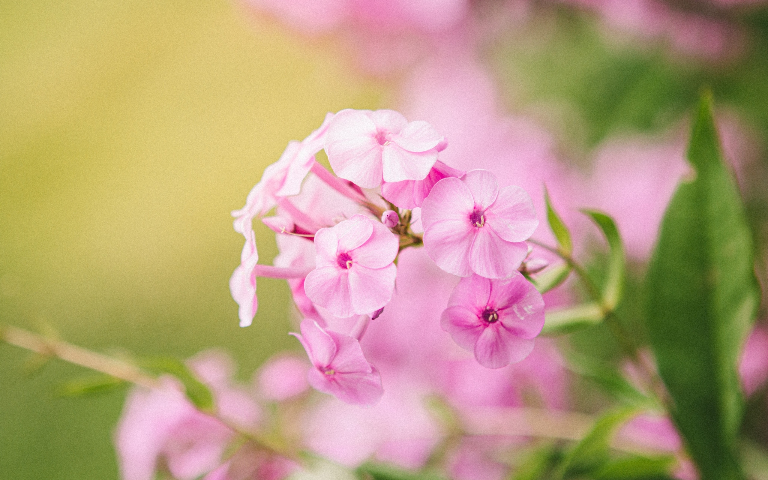 Розовые цветы флокса крупным планом