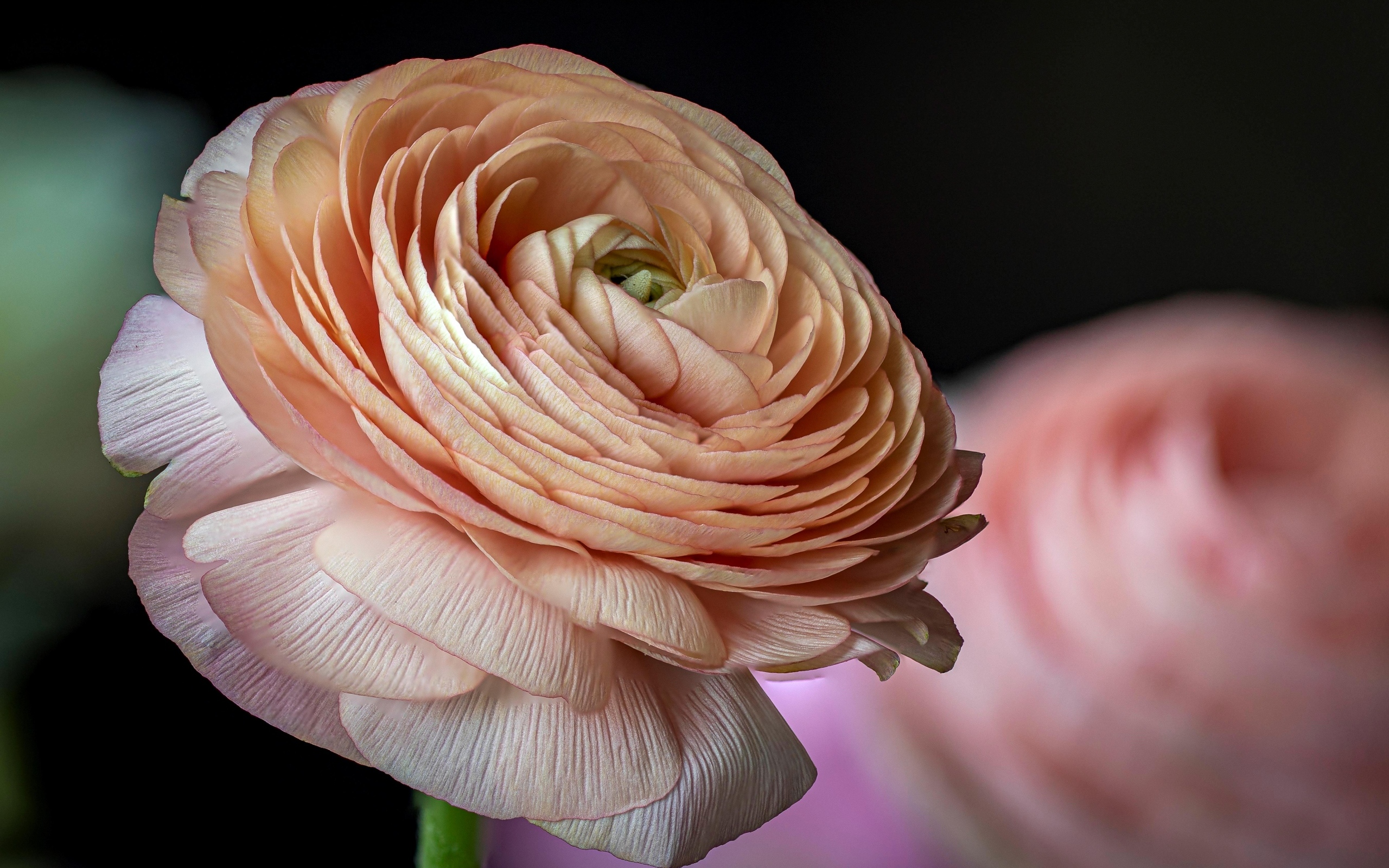 Цветок розового лютика крупным планом