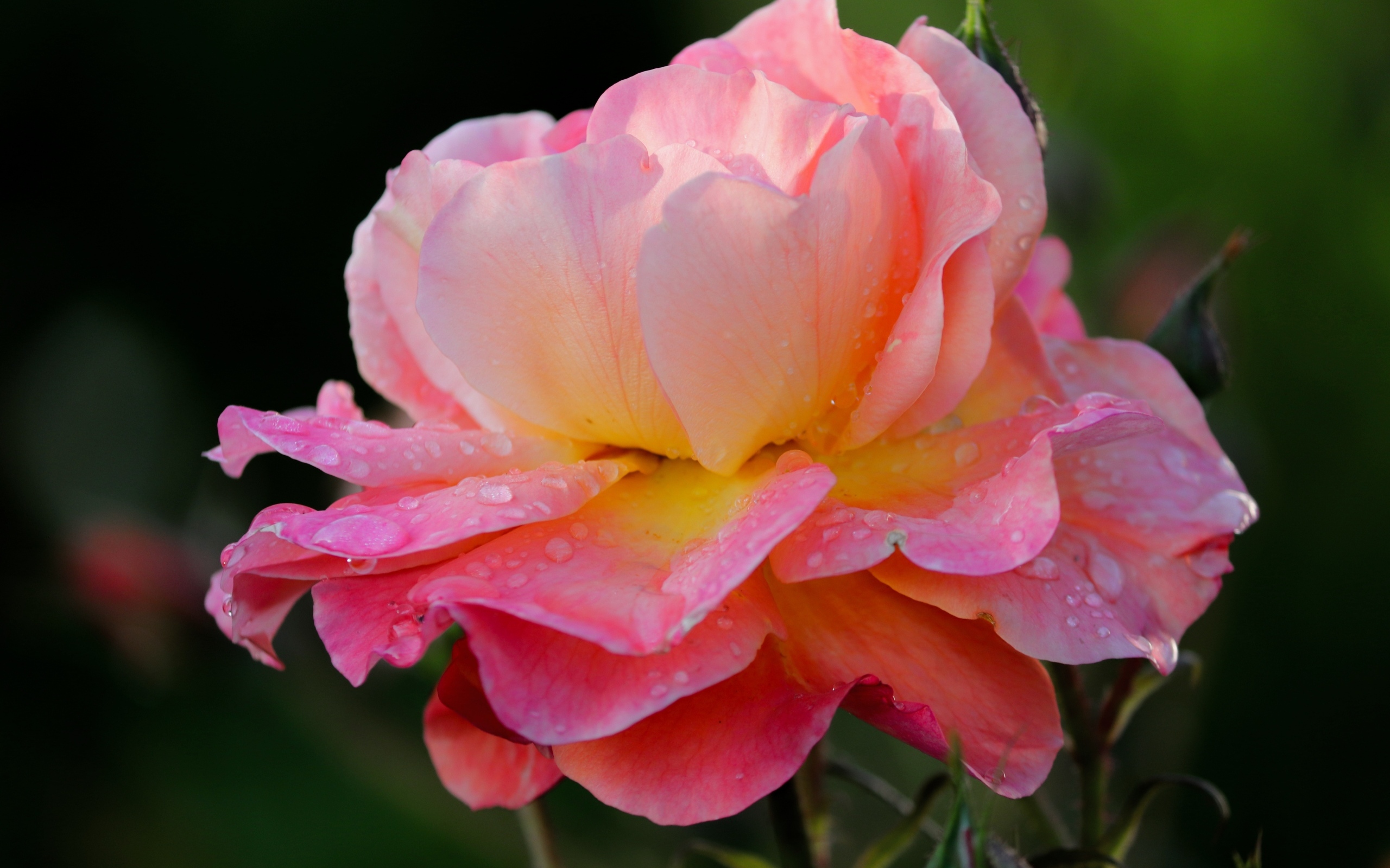 Розовый цветок розы с каплями росы на лепестках