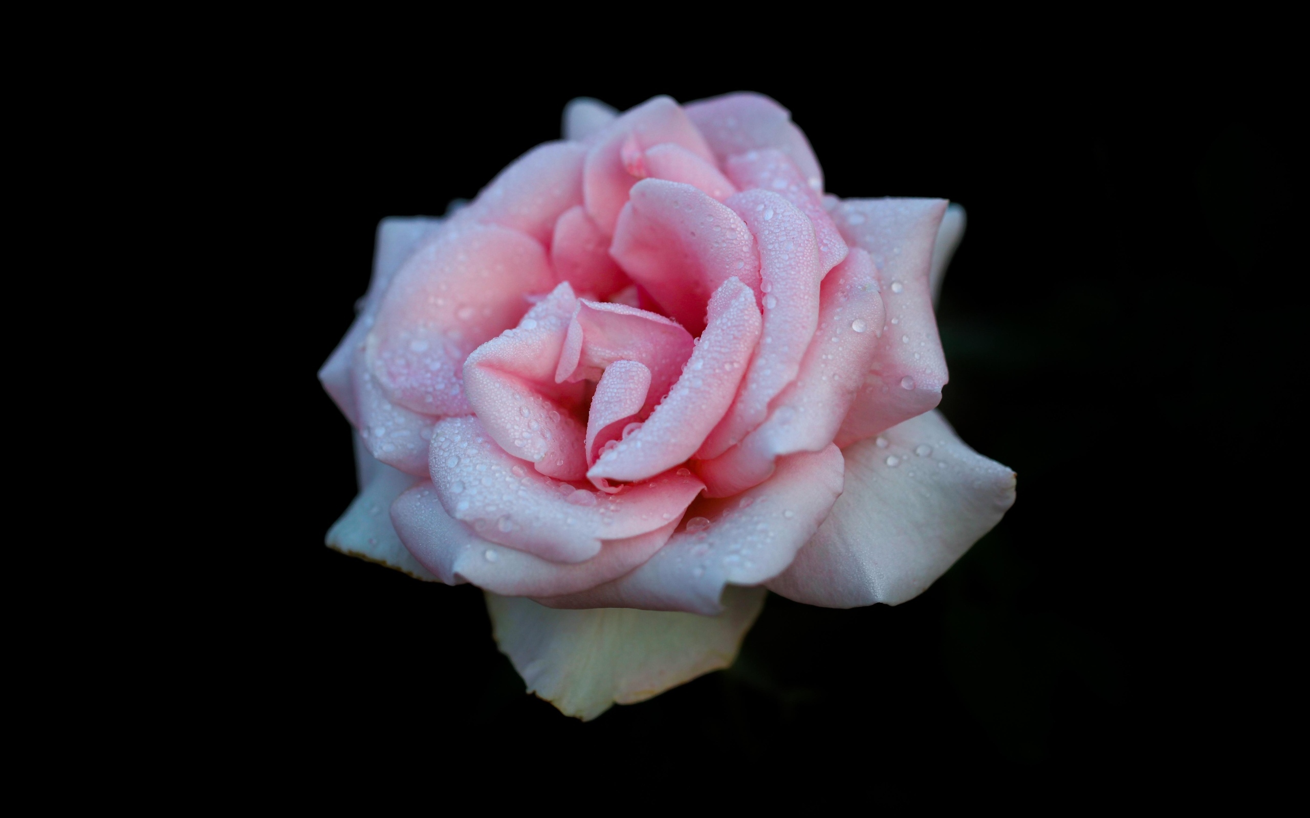Розовая роза в каплях на черном фоне