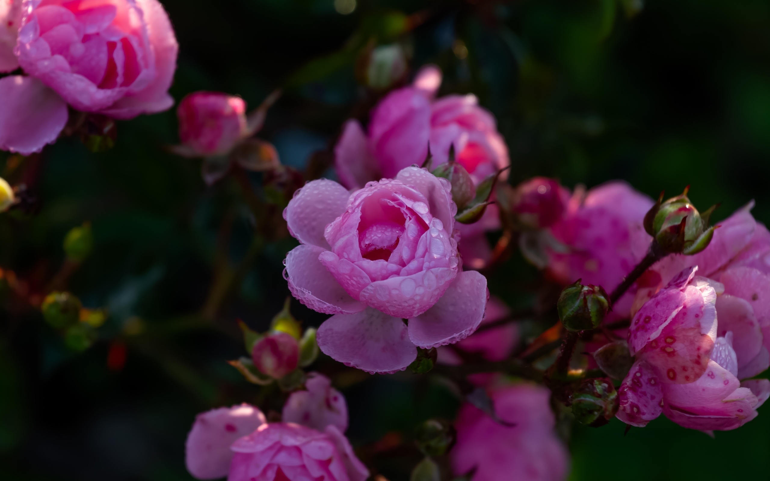 Розовые розы с бутонами в каплях росы