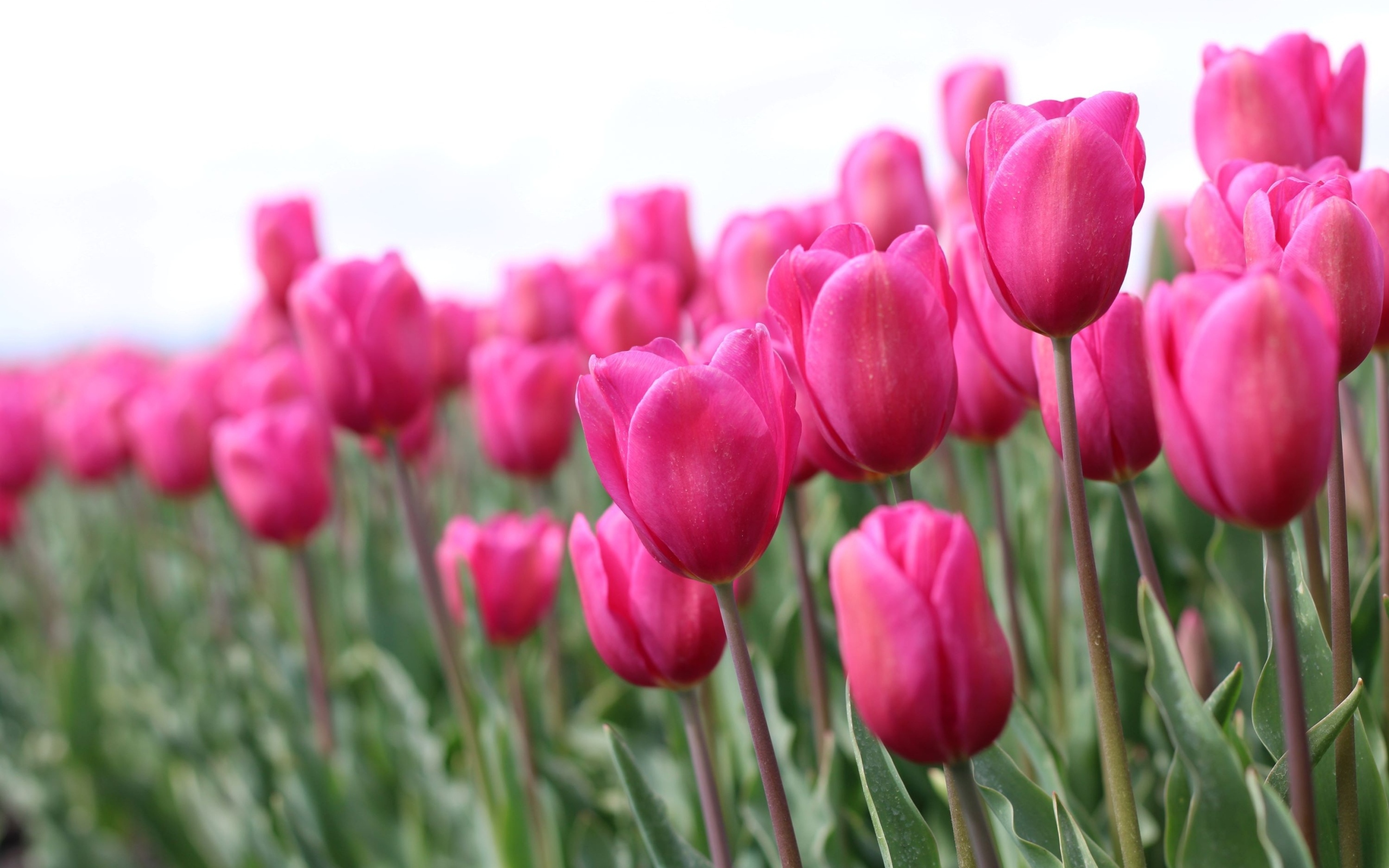 Розовые цветы тюльпана на поле