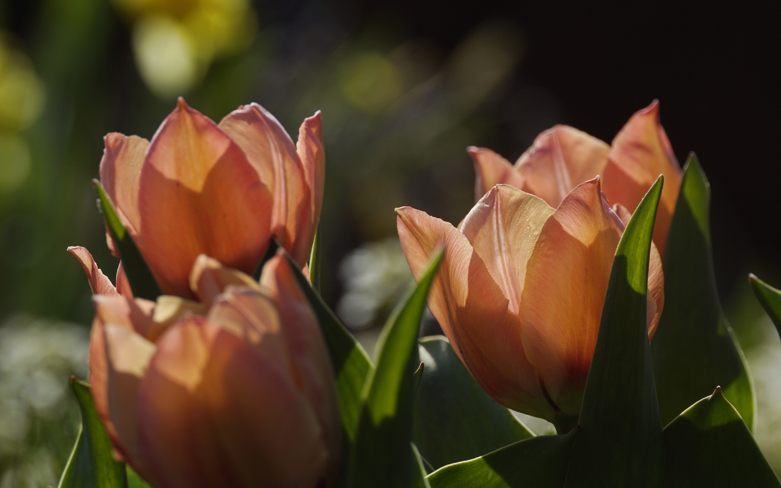 Розовые тюльпаны в лучах солнца на клумбе