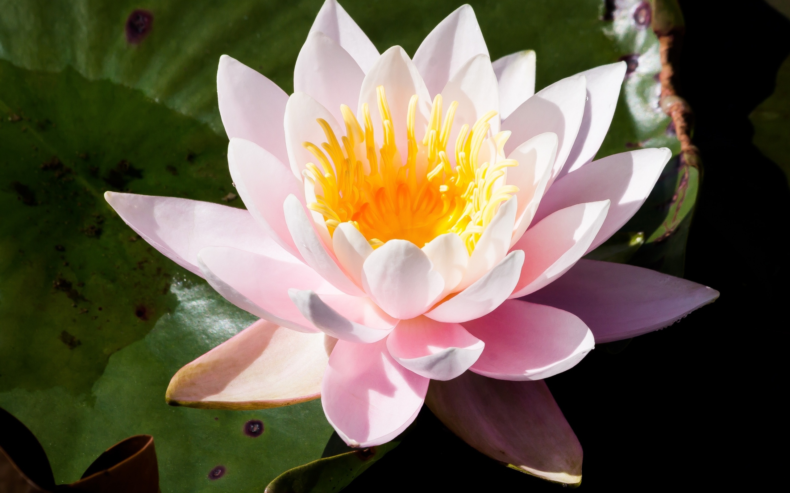 Розовая кувшинка в озере крупным планом