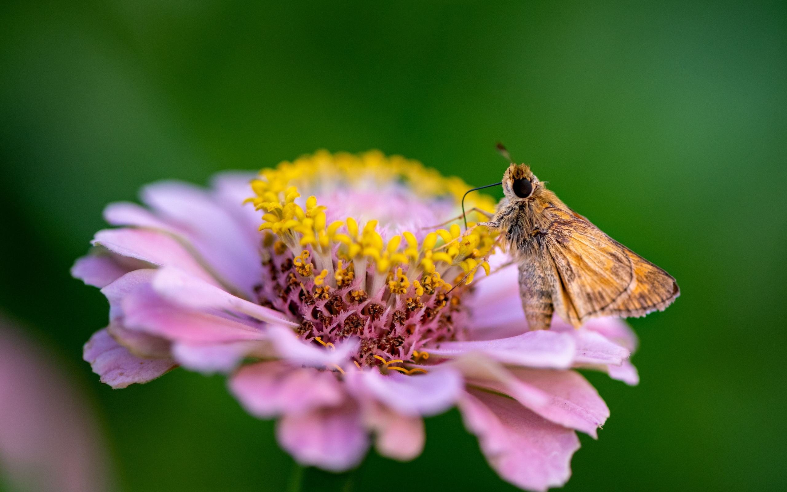 Розовый цветок циннии с насекомым