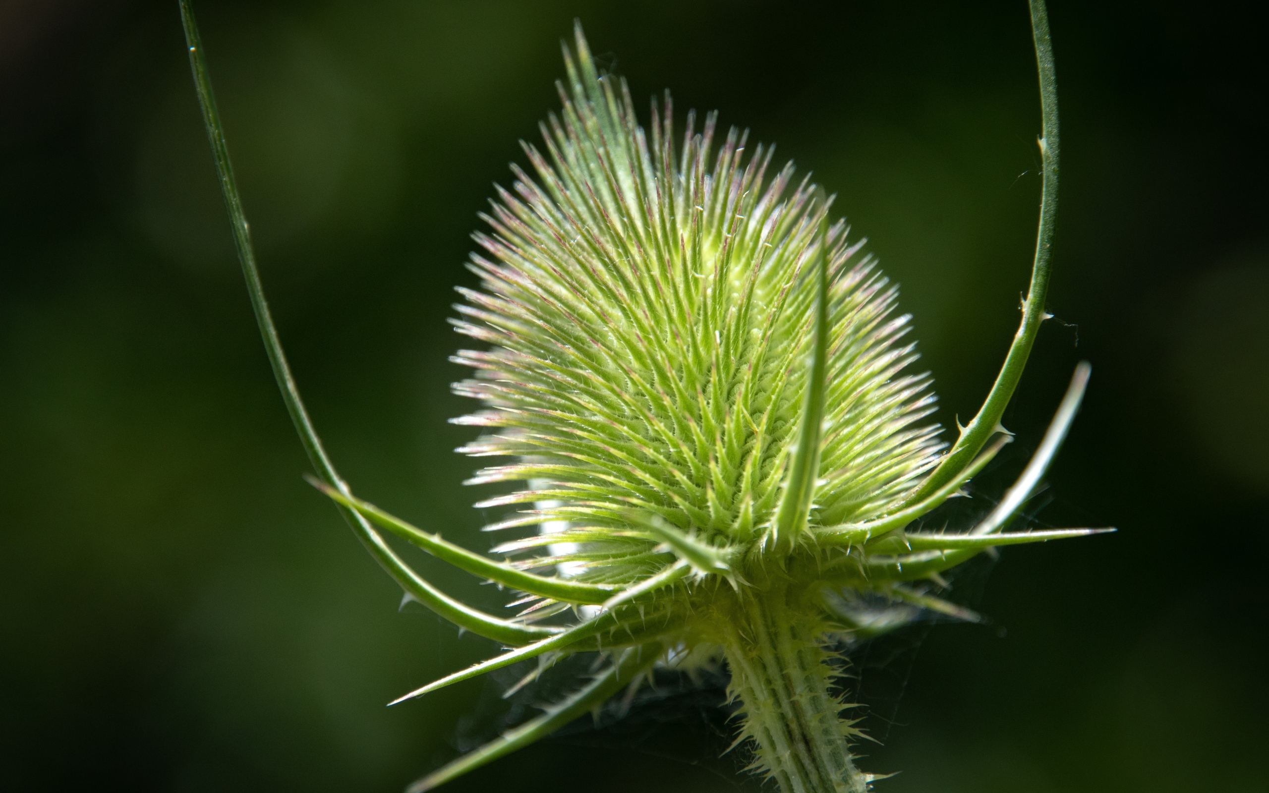 Колючий цветок ворсянка крупным планом