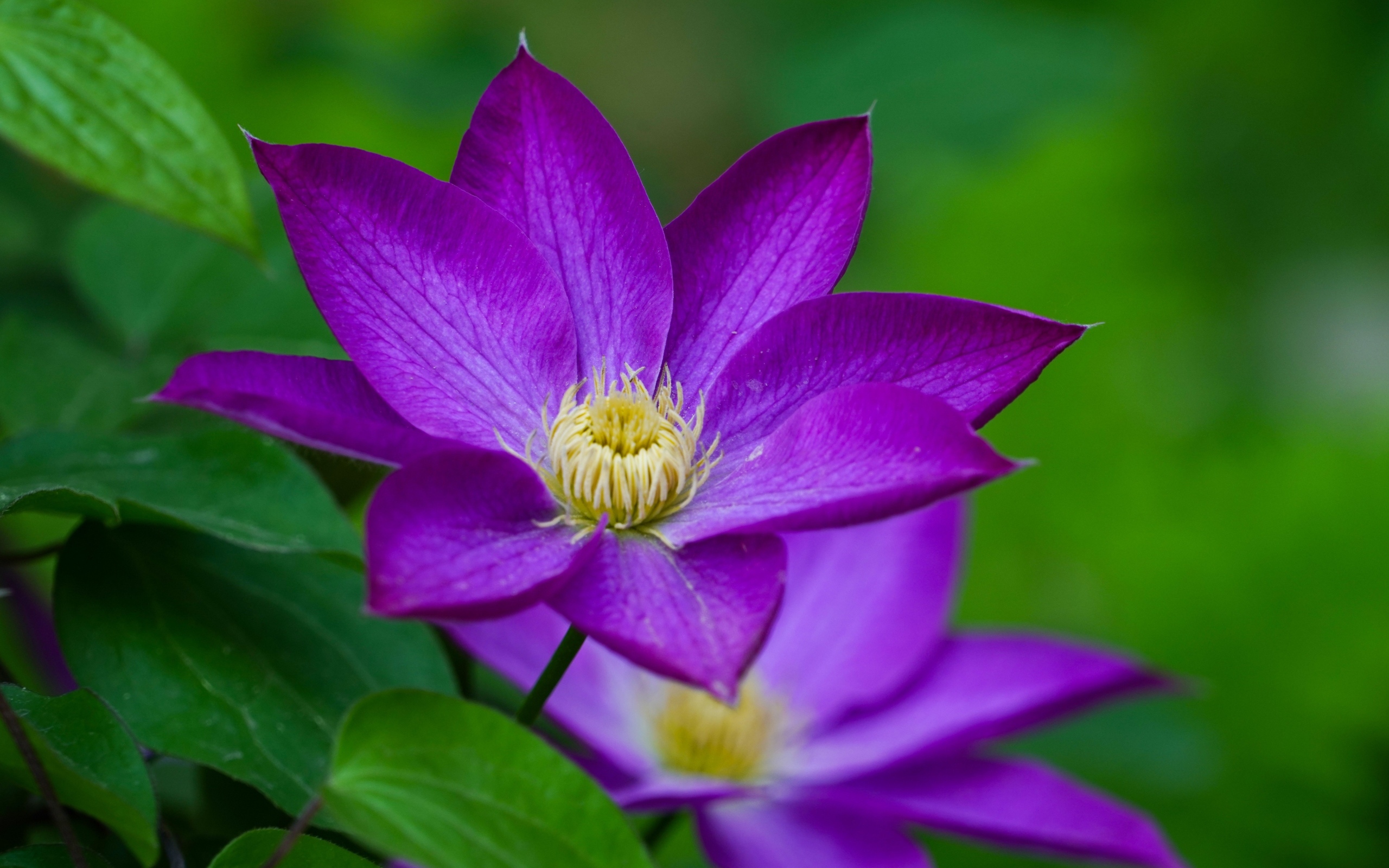 Фиолетовый цветок клематиса крупным планом