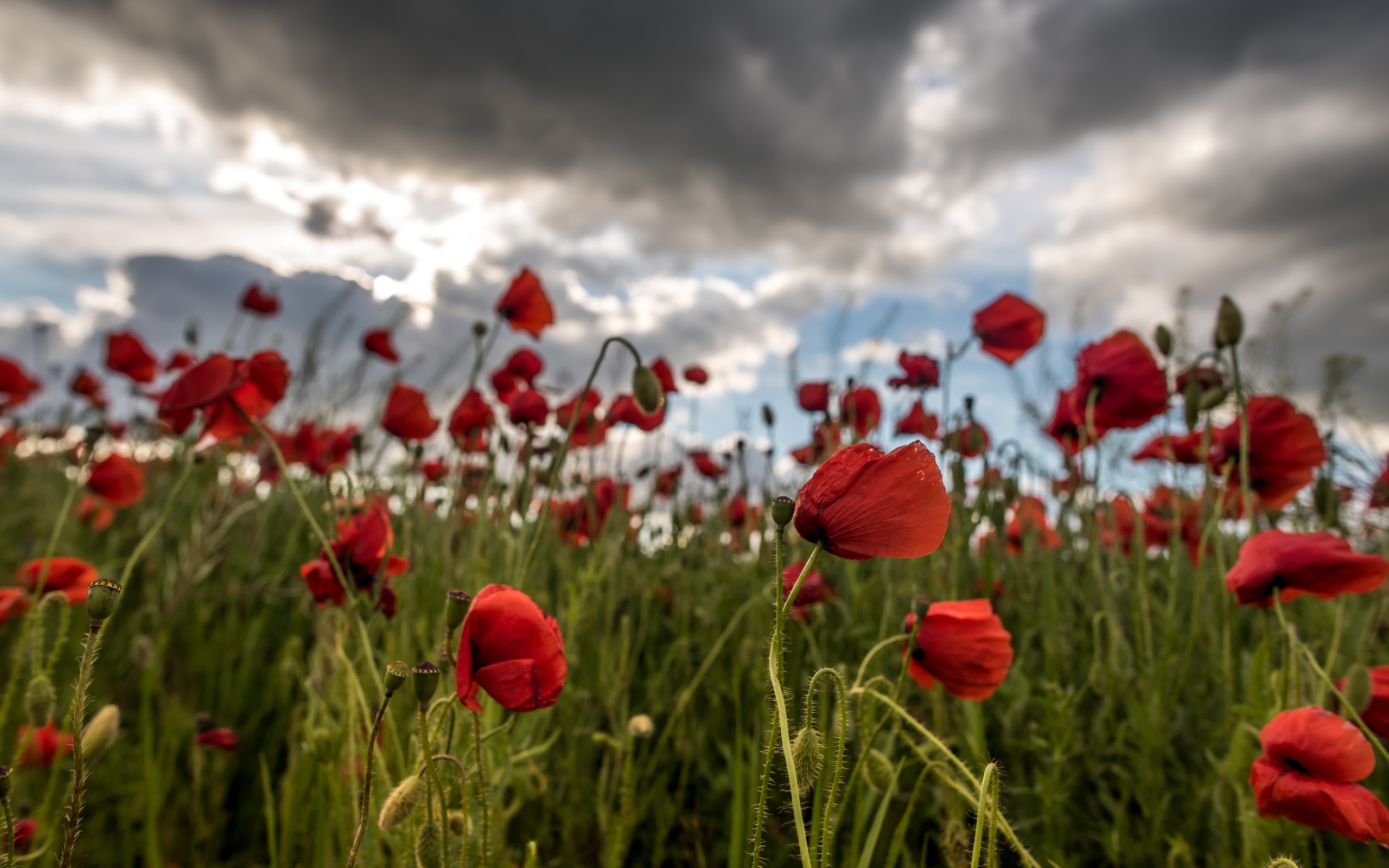 Красный полевой мак под грозовым небом