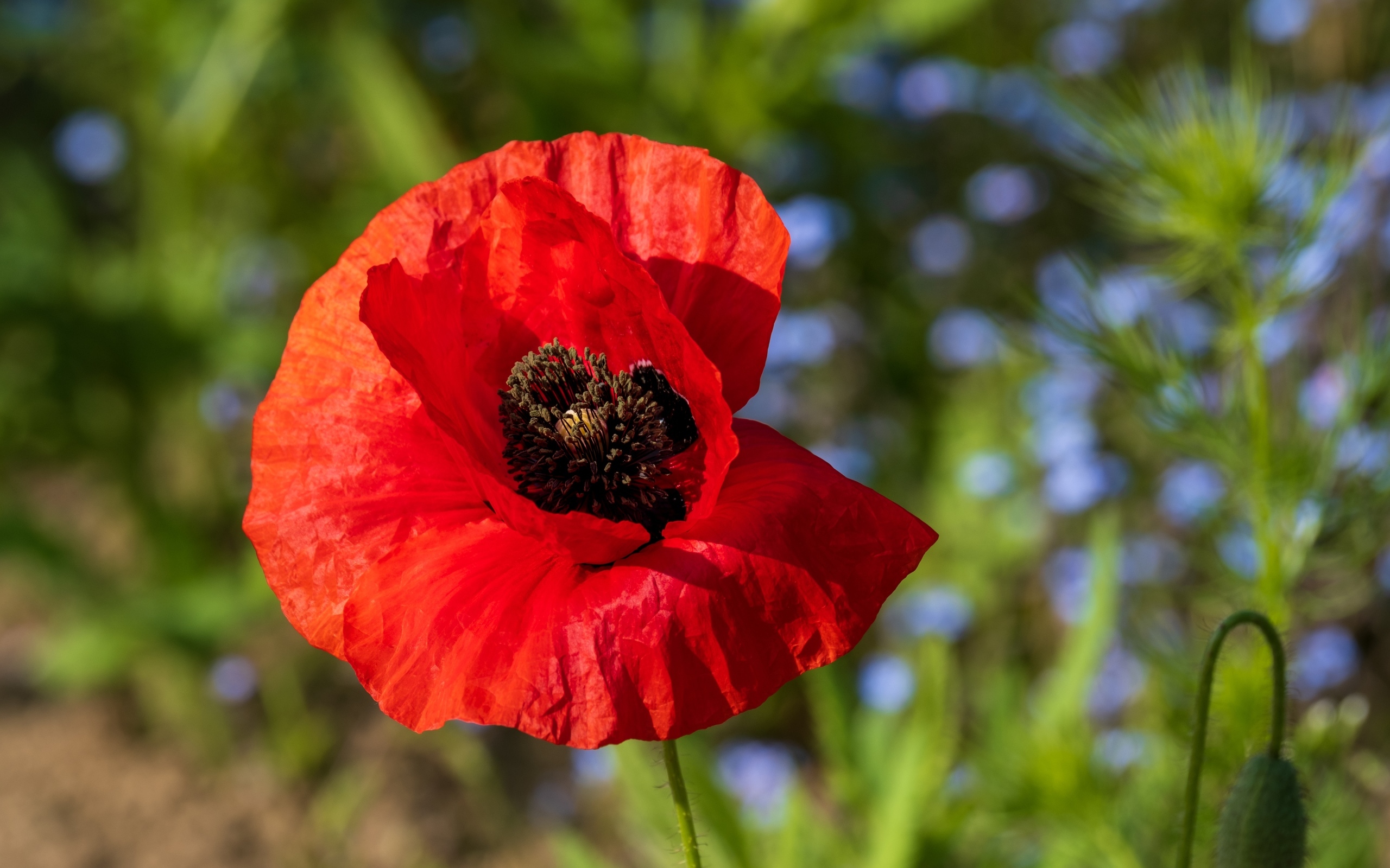Красный полевой мак с черной серединкой
