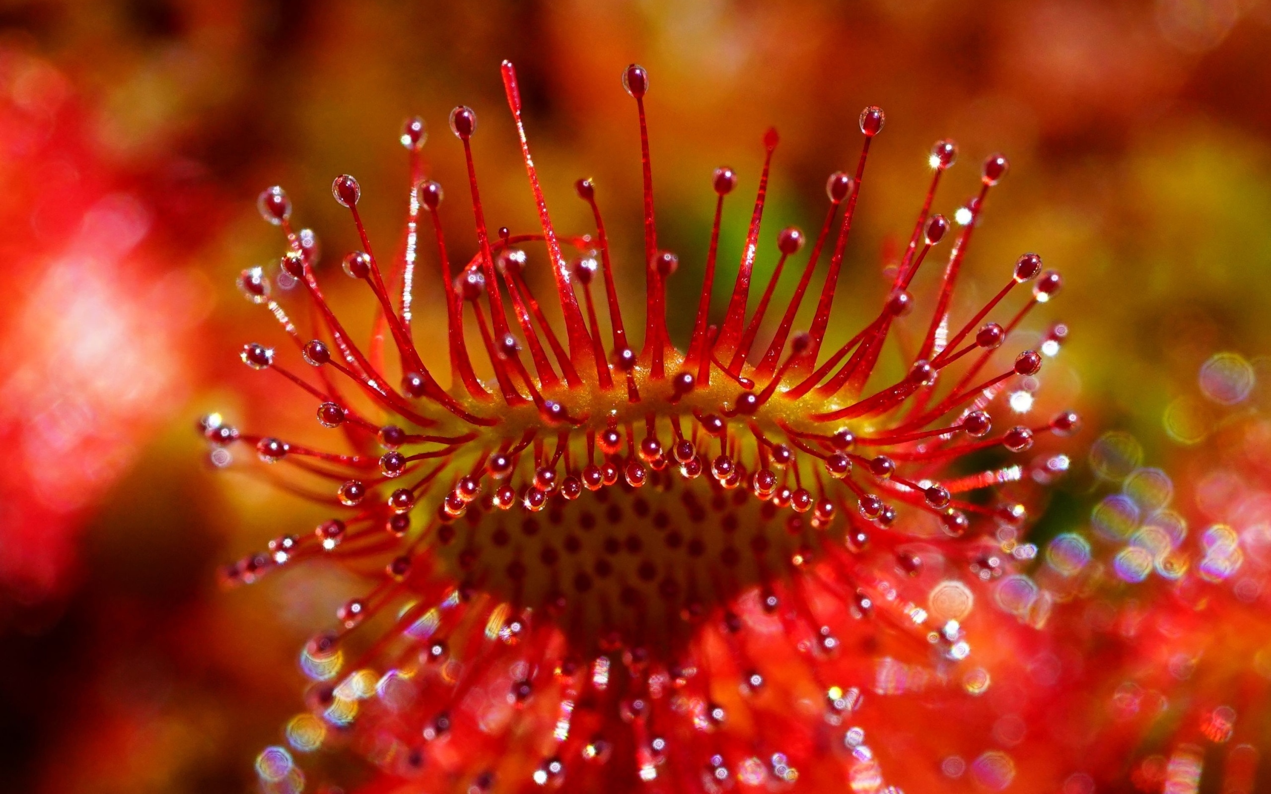 Красный цветок мухоловка