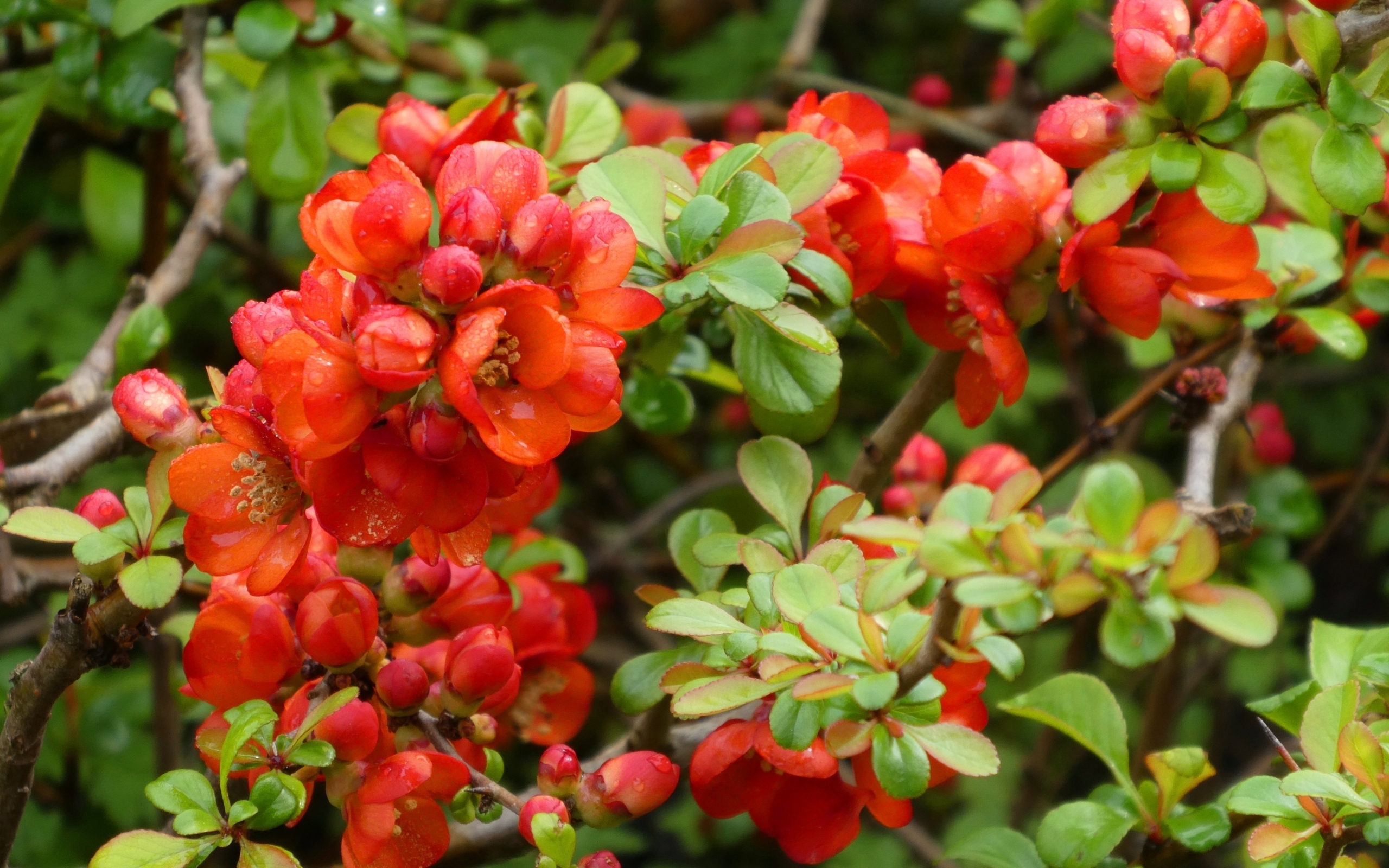 Красные цветы японской айвы на кустарнике