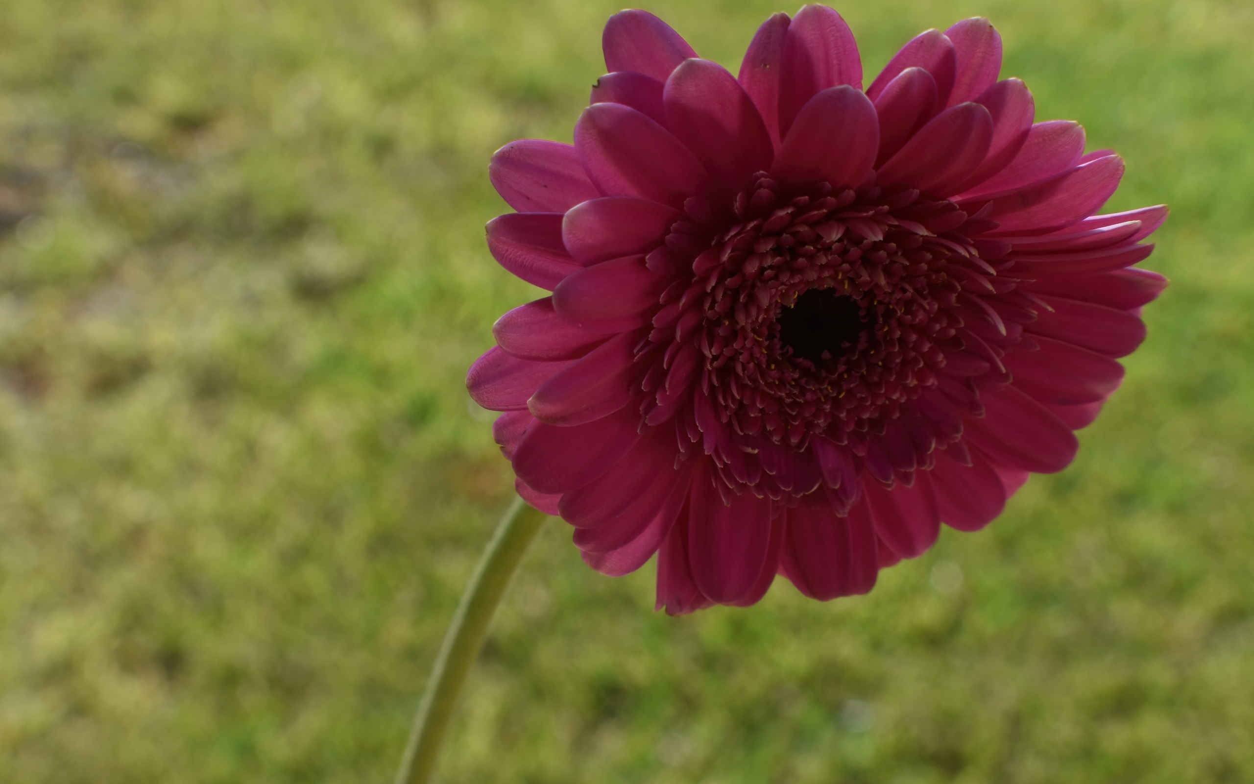 Красная гербера крупным планом