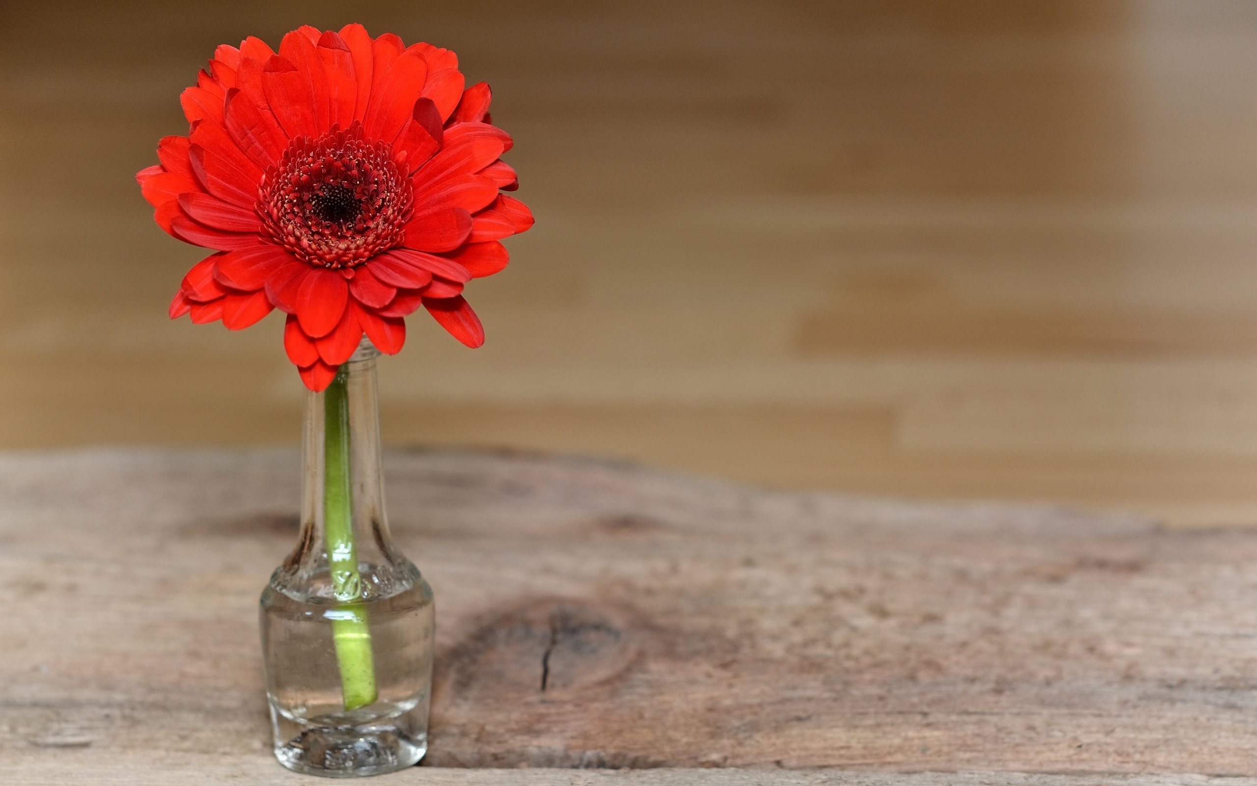 Красная гербера в стеклянной бутылке