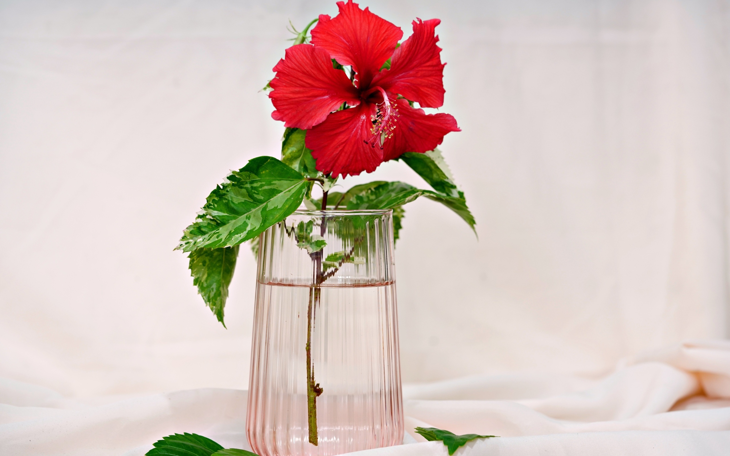 Красный цветок гибискуса в вазе на столе