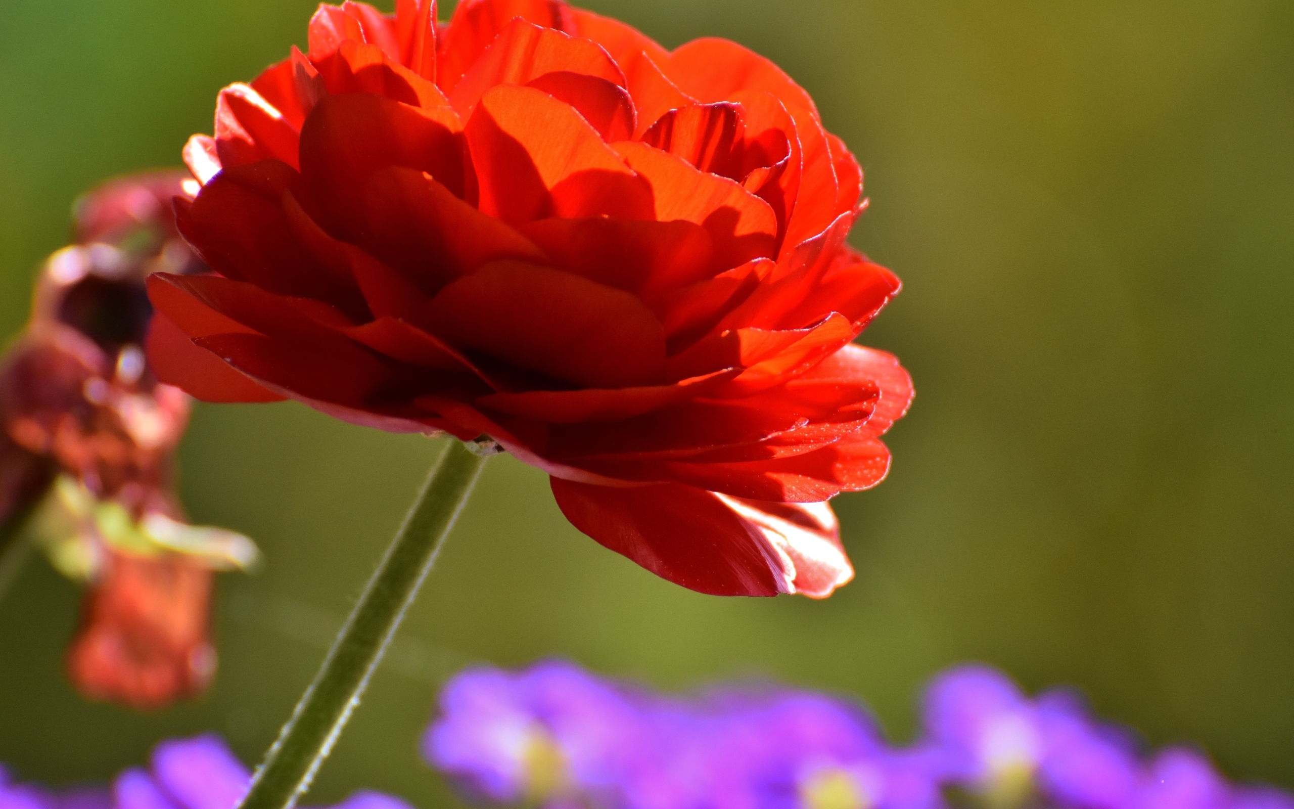 Красный пышный цветок лютика