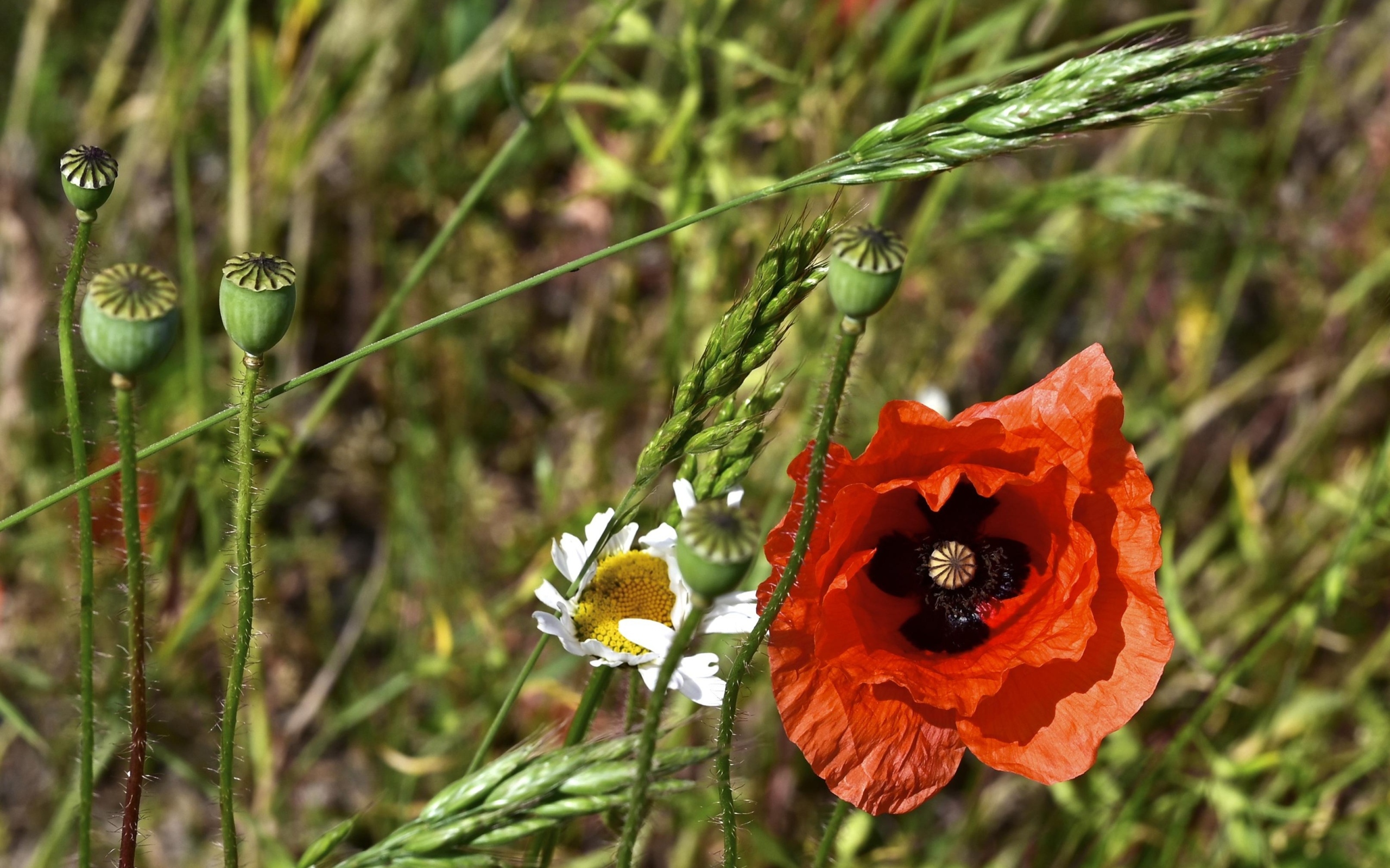 Цветок красного мака в траве