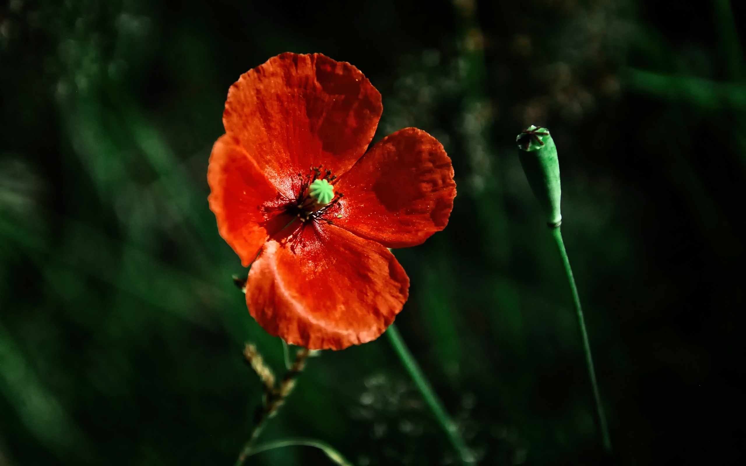 Цветок красного мака в лучах солнца