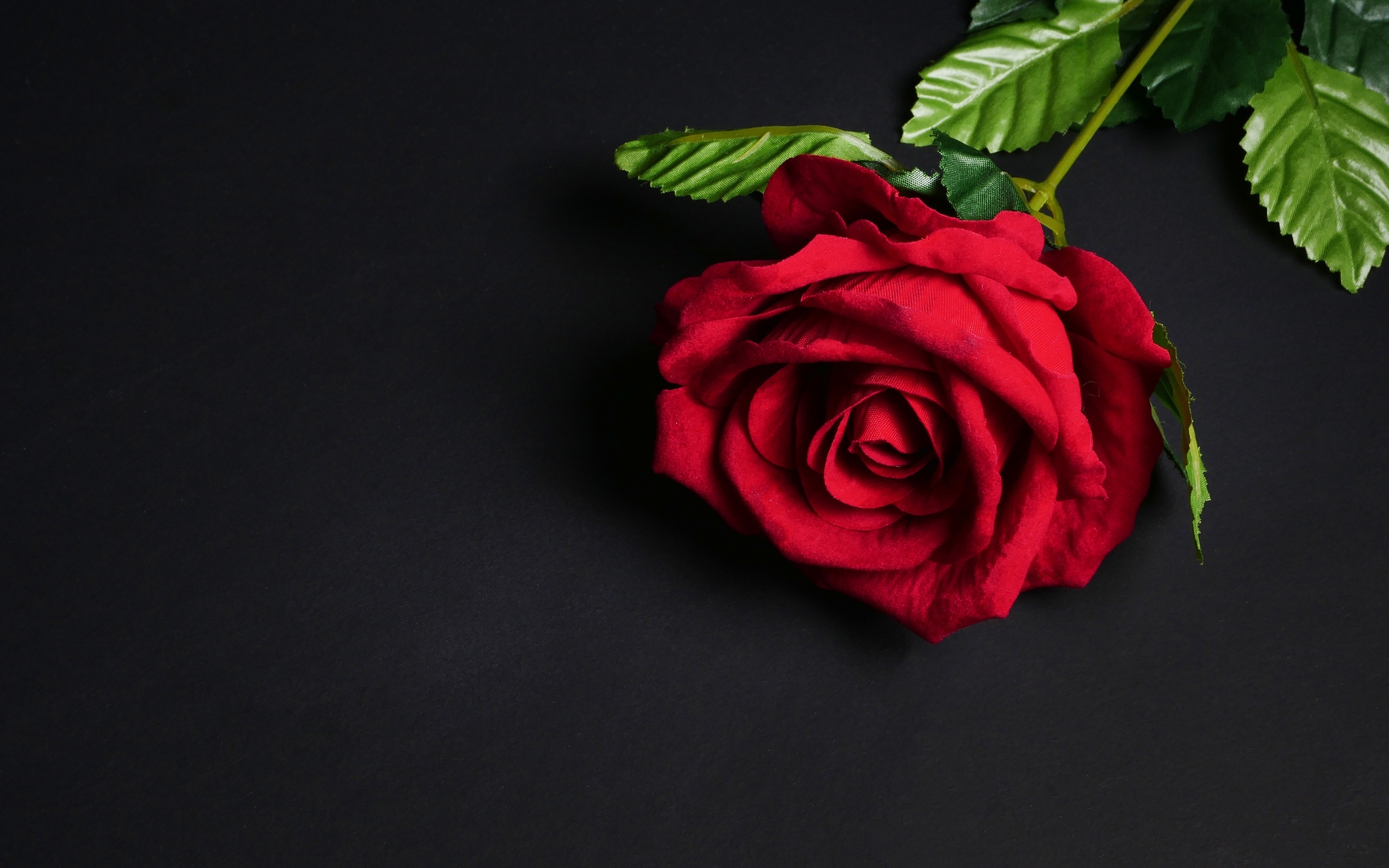 Красный цветок розы на черном фоне