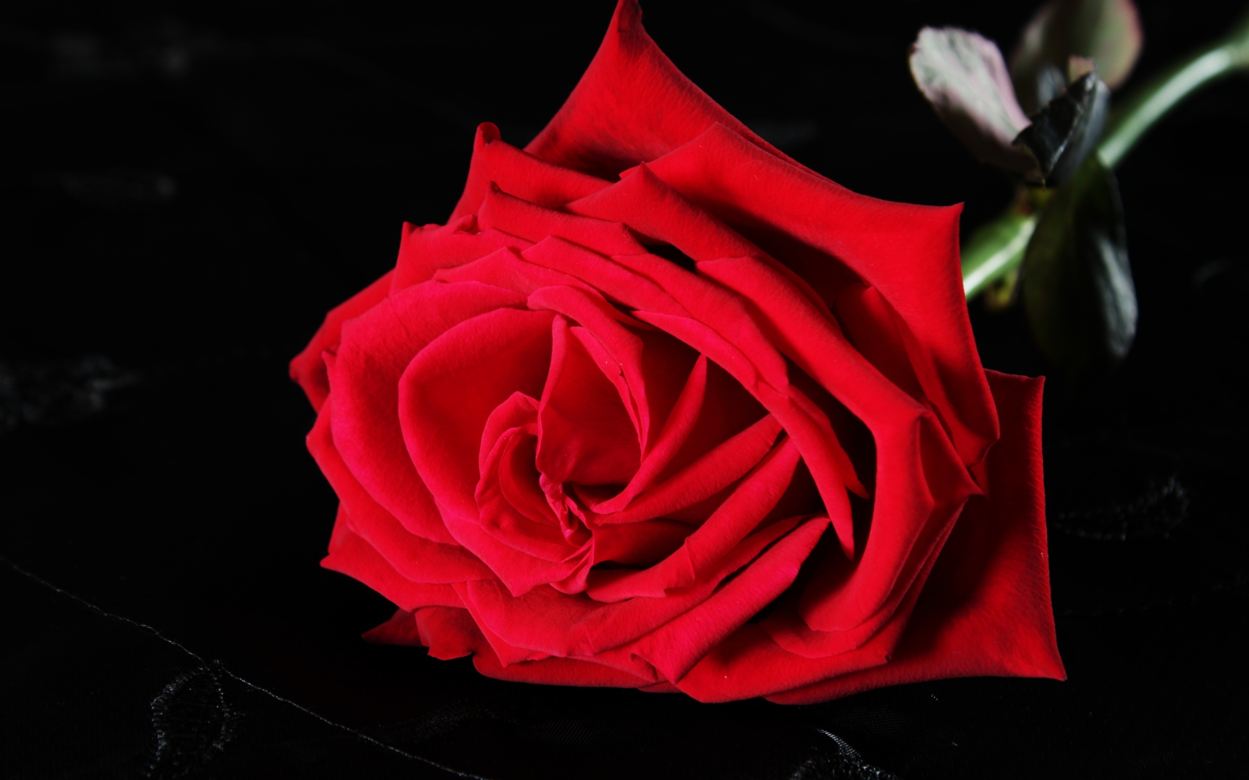 Красная роза на черном фоне