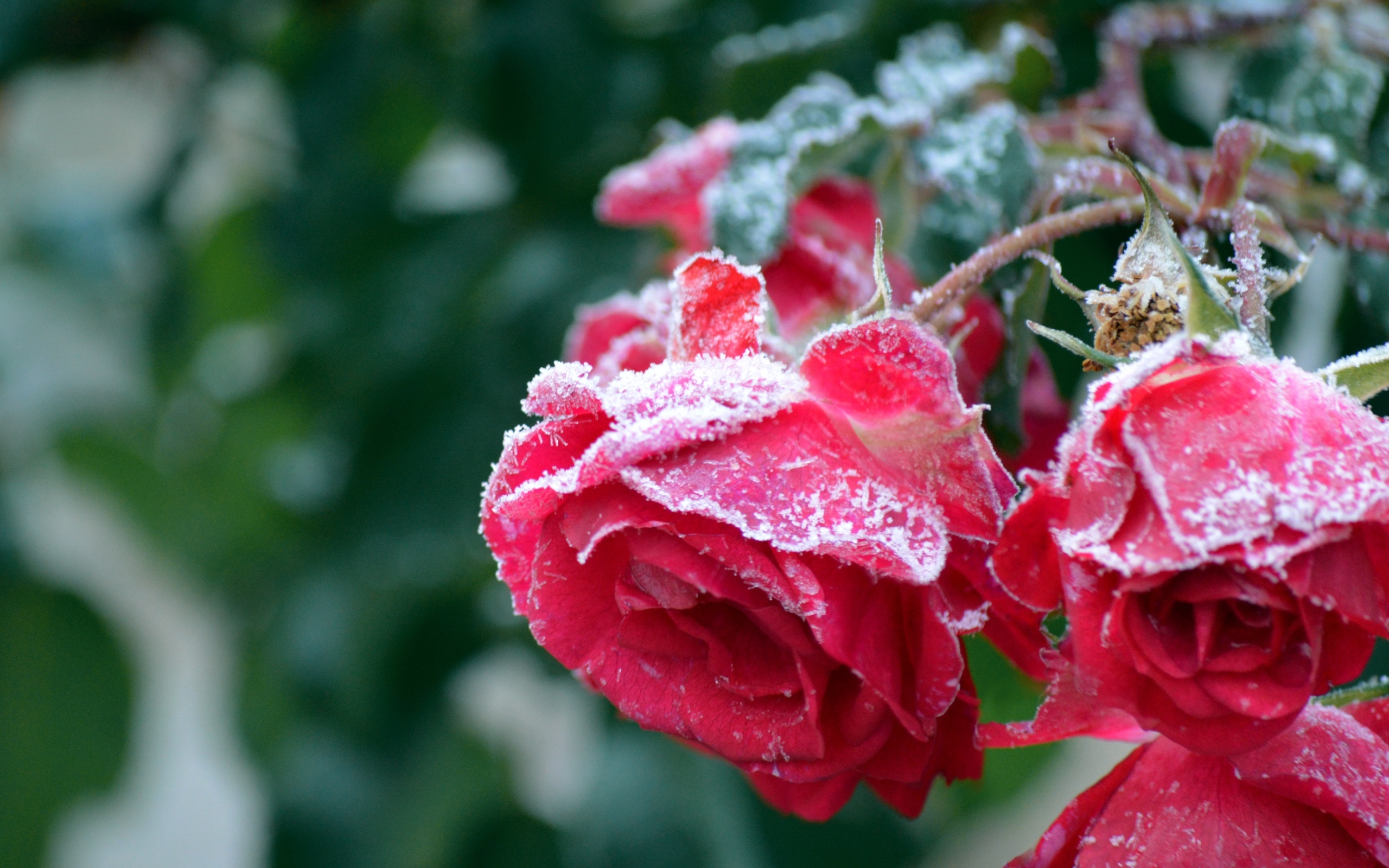 Красные увядшие розы в холодном инее 