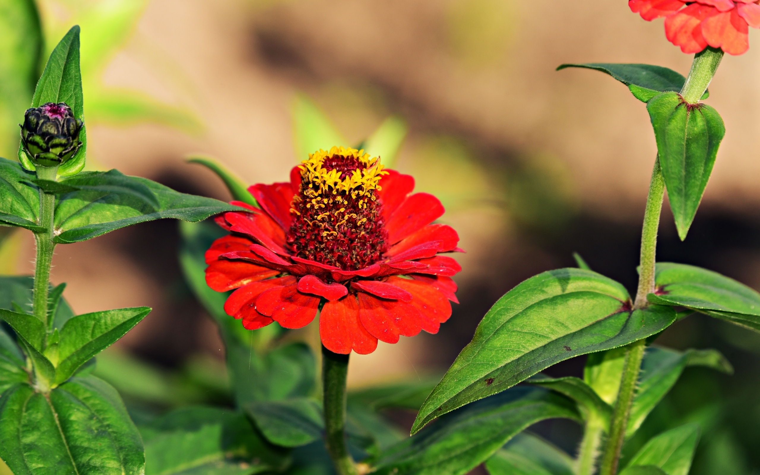 Красные цветы цинния на клумбе