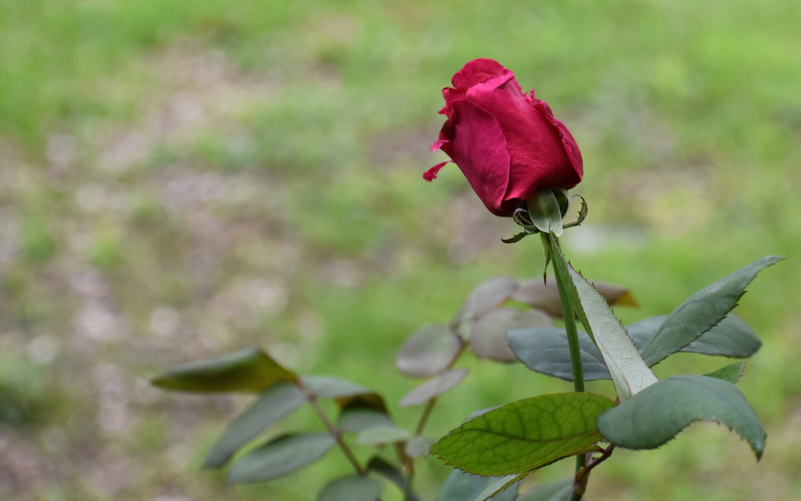 Алая роза с зелеными листьями крупным планом