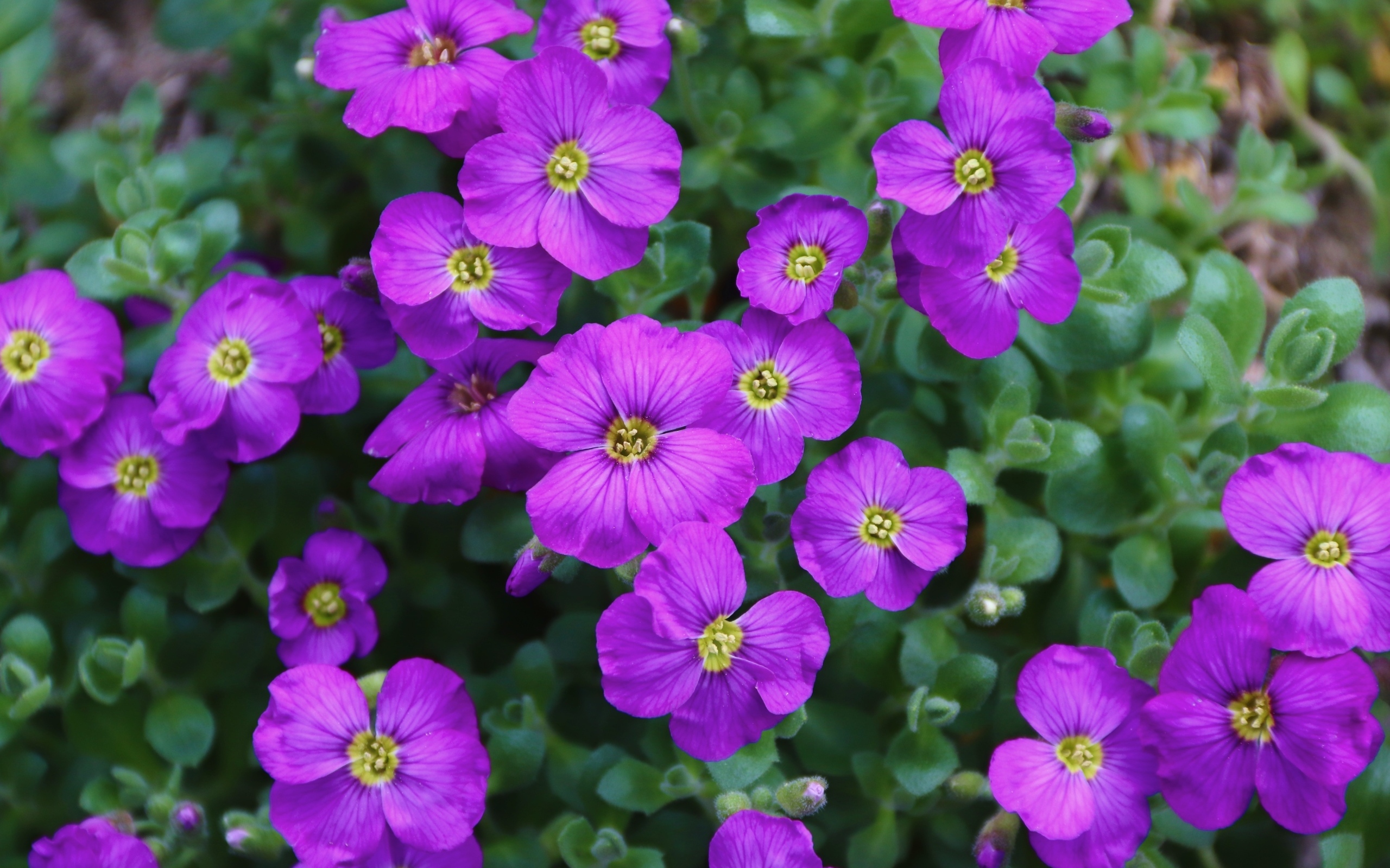 Мелкие сиреневые цветы обриета