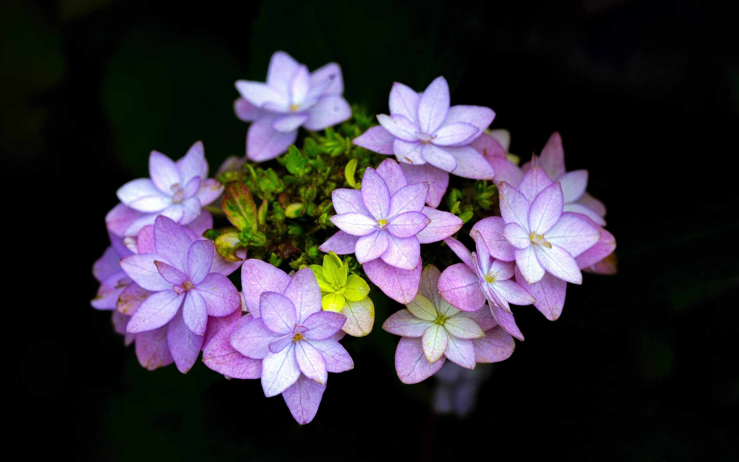 Мелкие розовые цветы на черном фоне