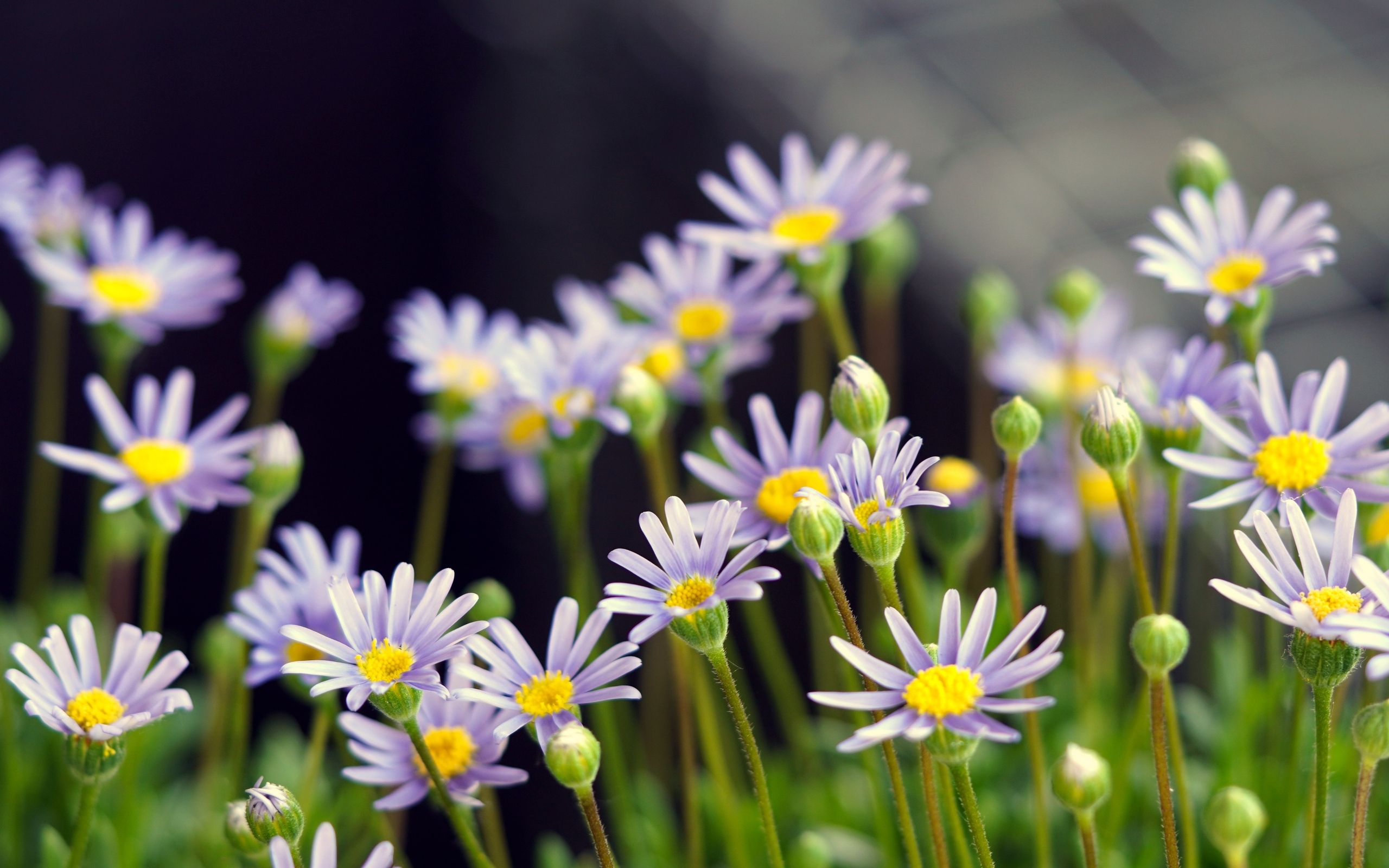 Маленькие фиолетовые ромашки крупным планом