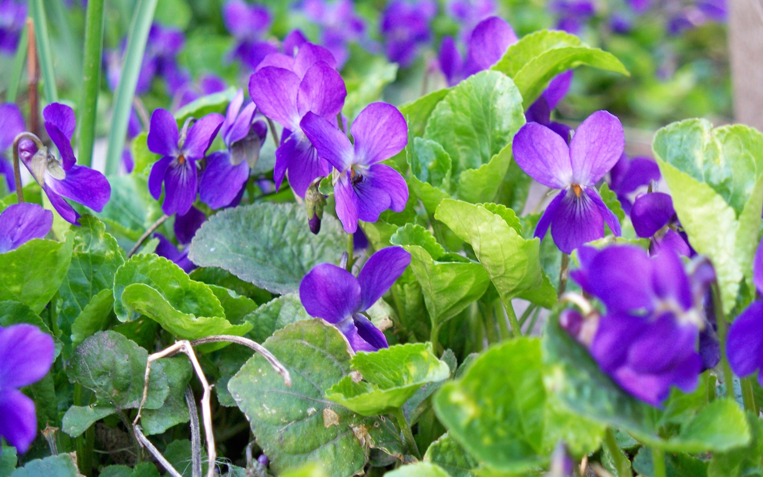 Маленькие фиолетовые цветы фиалки