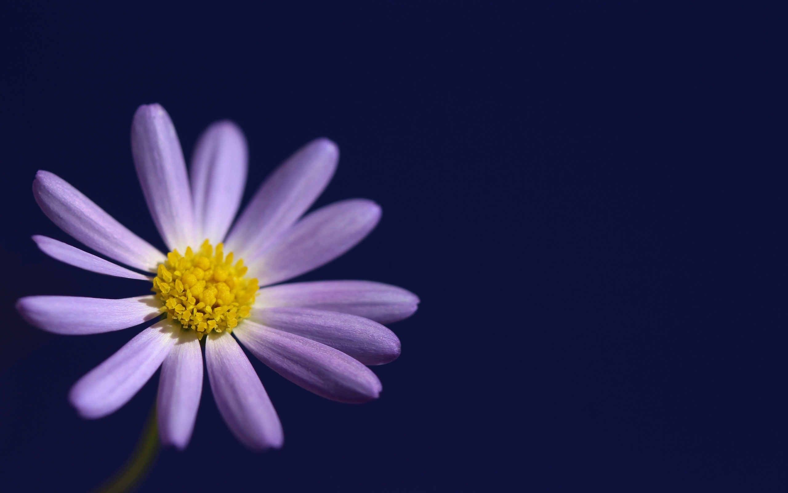 Маленький белый цветок ромашки на синем фоне