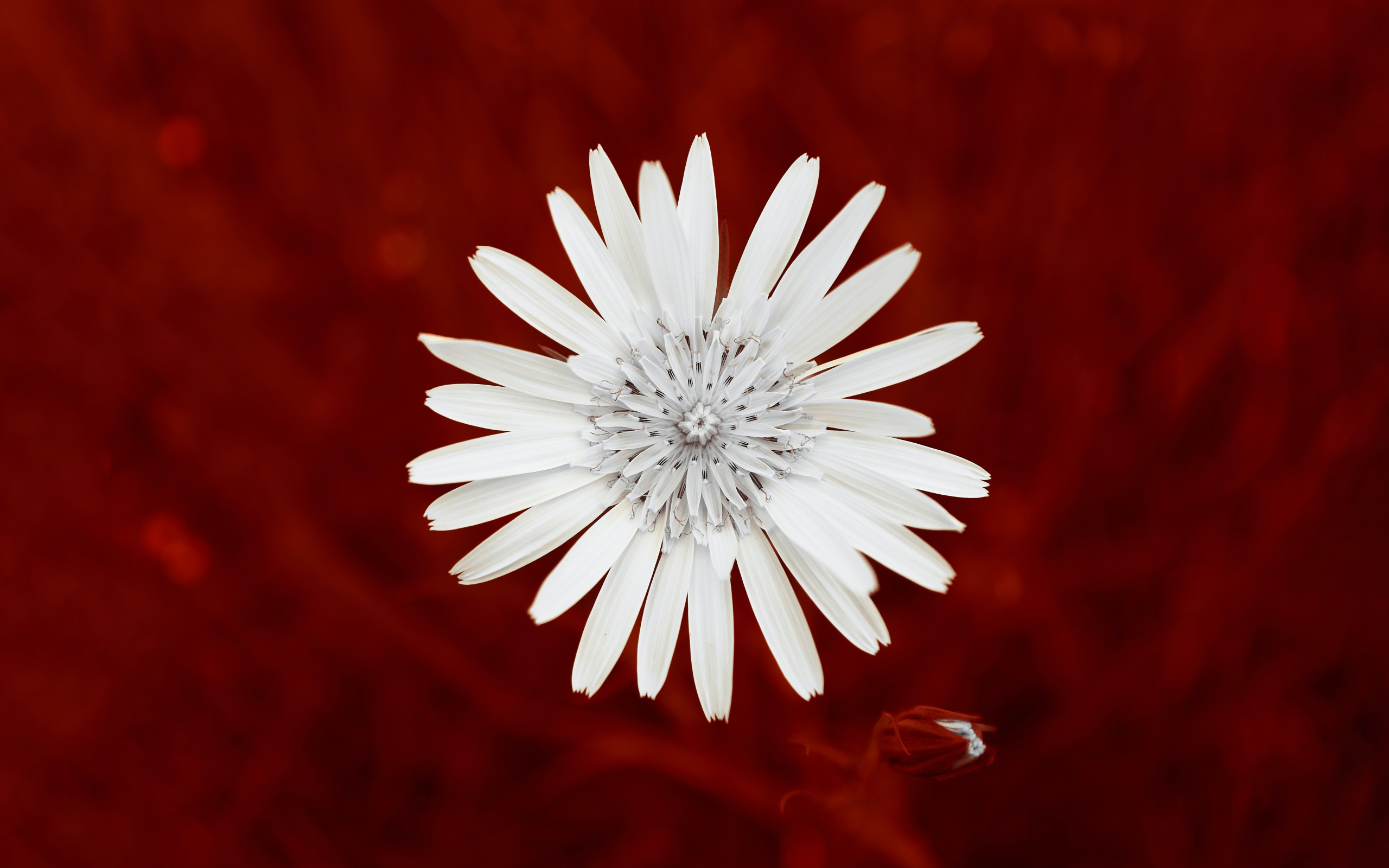 Маленький белый цветок на красном фоне
