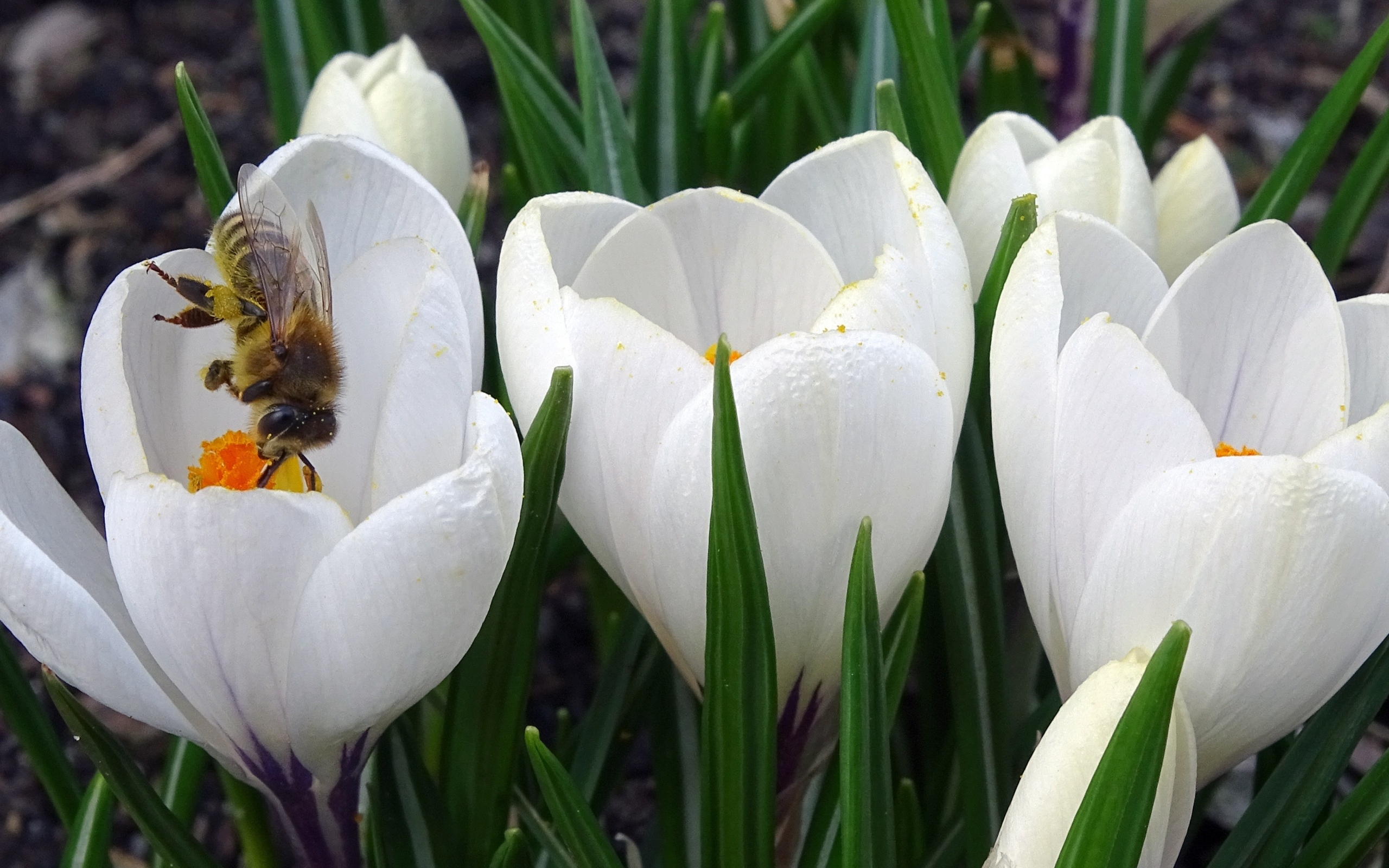 Маленькие белые весенние крокусы опыляет пчела