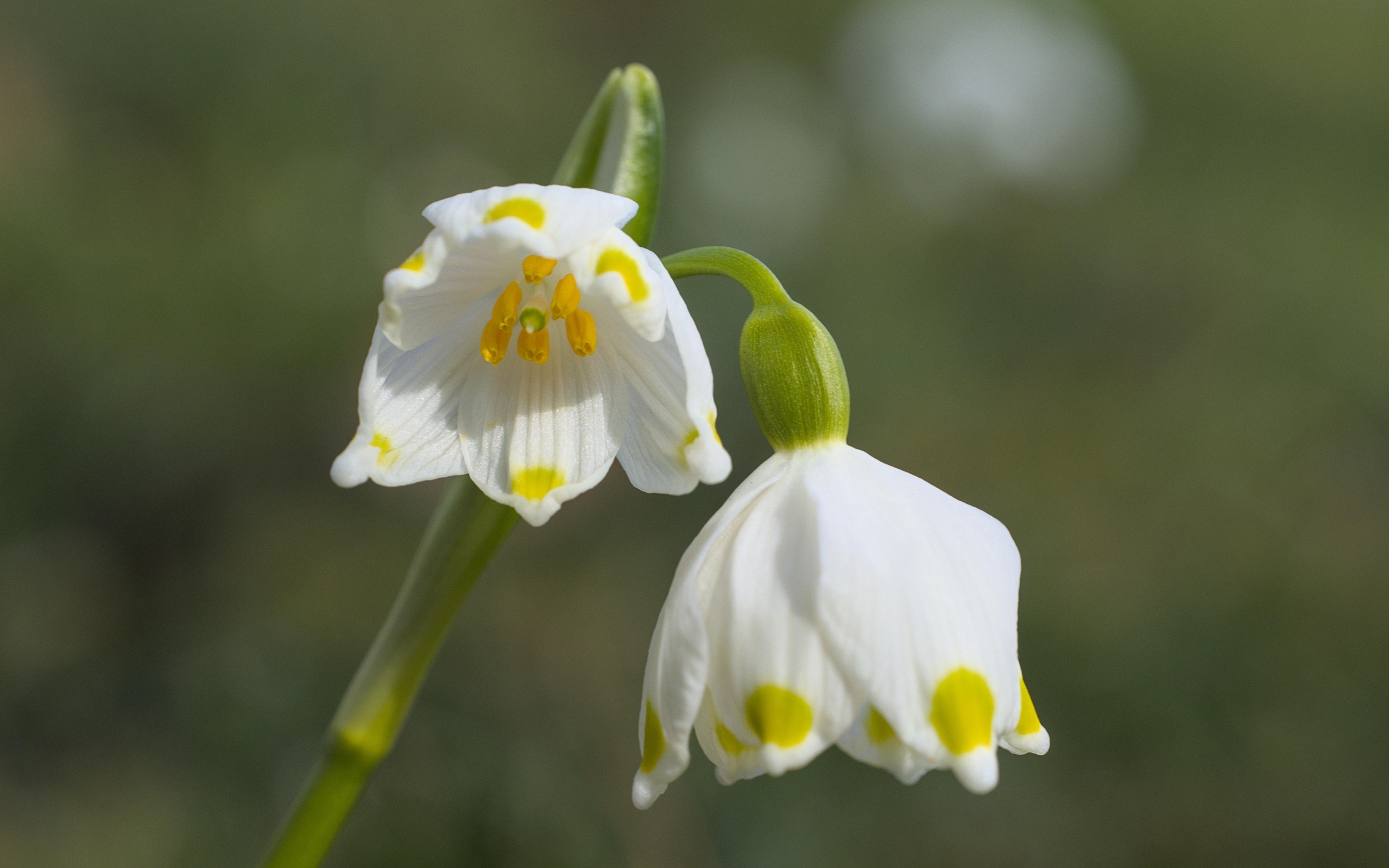 Маленькие белые весенние цветы